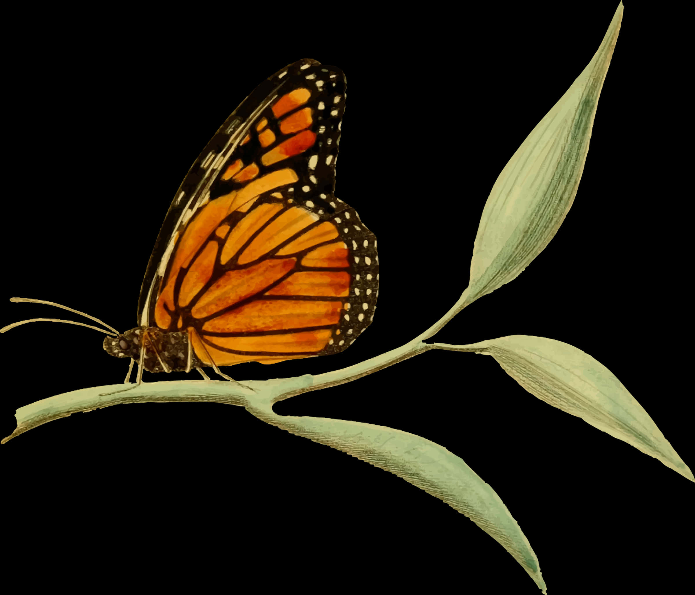 Monarch Butterfly 桌布 壁紙 — 一隻擁有鮮豔橙色翅膀的帝王蝶，在純黑背景中，輕柔地停在一片淡綠色的葉子上。