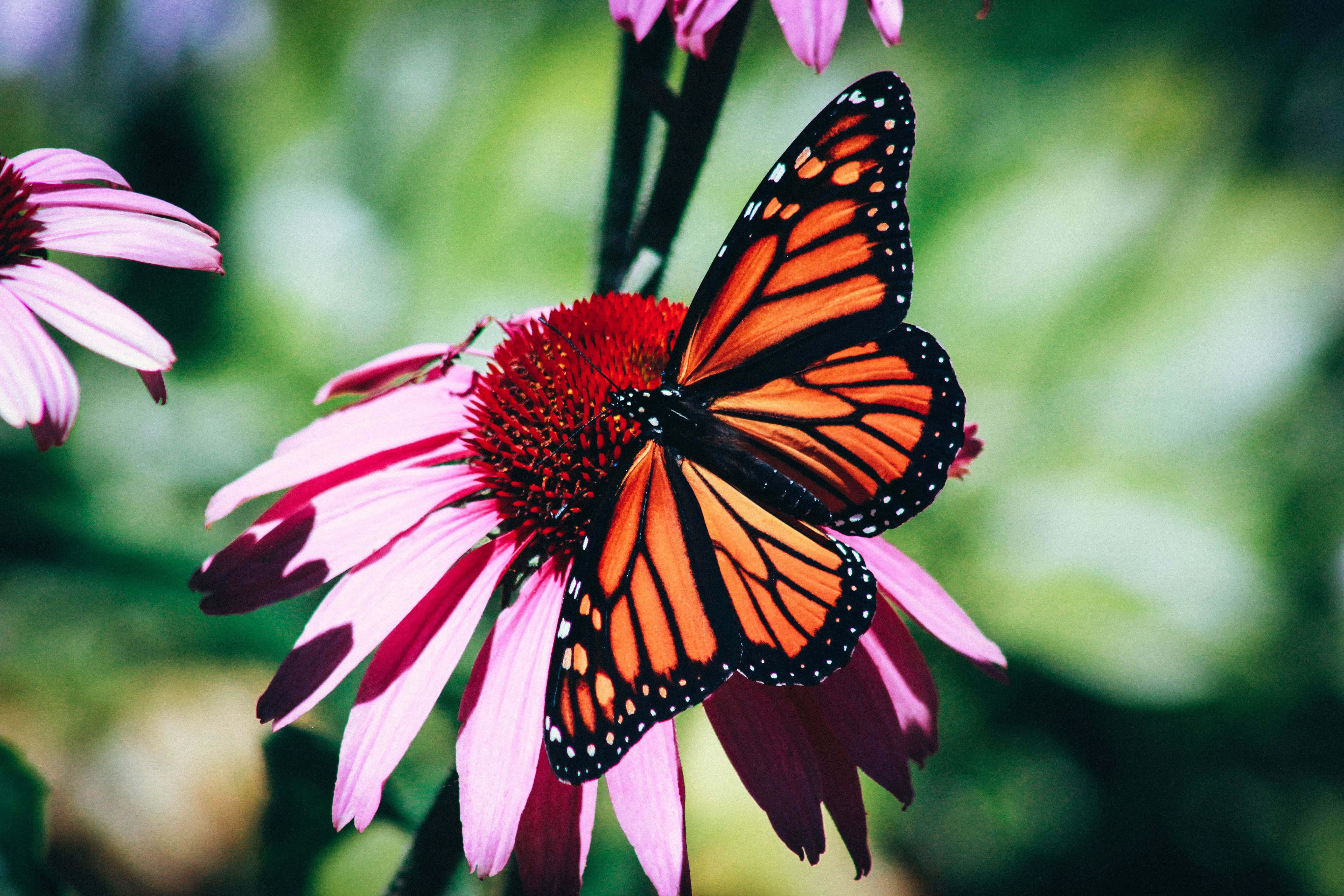 Butterfly Watching 桌布 壁紙 — 一隻擁有鮮豔橙色翅膀的帝王蝶，輕輕停在一朵粉紅色的紫錐花上，背景是柔和的綠色模糊效果。