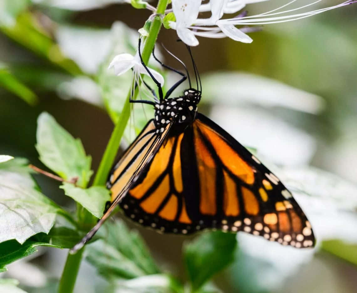 Butterfly Zoo 桌布 壁紙 — 一隻擁有鮮豔橙色翅膀的帝王蝶，輕柔地停在一朵白色花朵上，四周是茂密的綠色葉子。