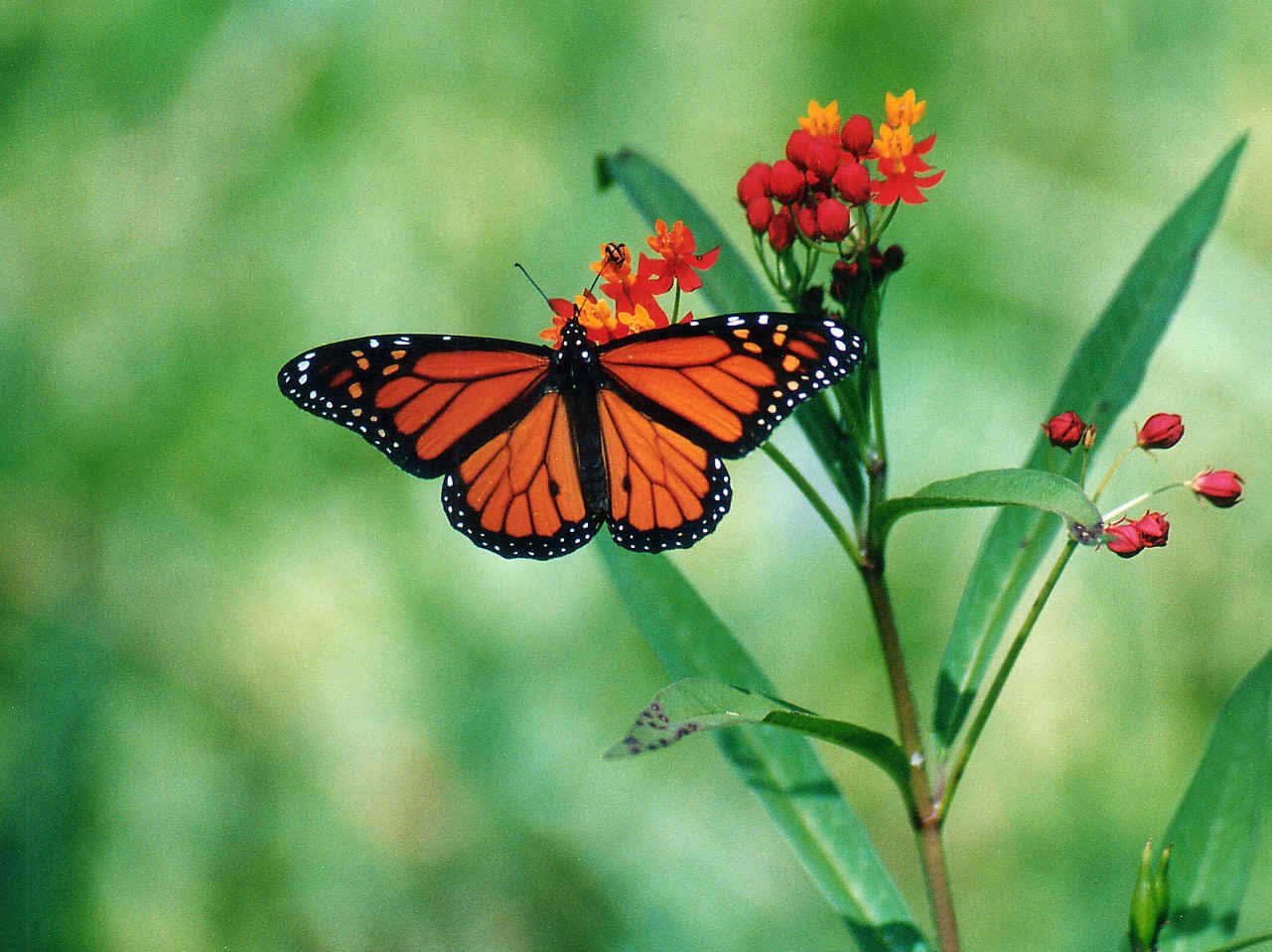 Butterfly Photos 桌布 壁紙 — 一隻擁有鮮豔橙色翅膀的帝王蝶，輕柔地停在一簇紅色和橙色的馬利筋花上，背景是柔和的綠色模糊效果。