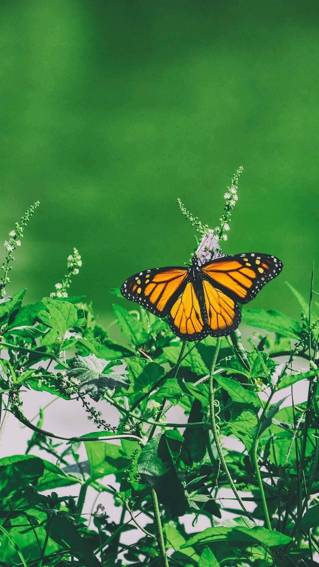 Monarch Butterfly 桌布 壁紙 — 一隻擁有鮮豔橙色翅膀的帝王蝶，輕柔地停在一棵綠色葉子植物上，背景是柔和模糊的綠色。