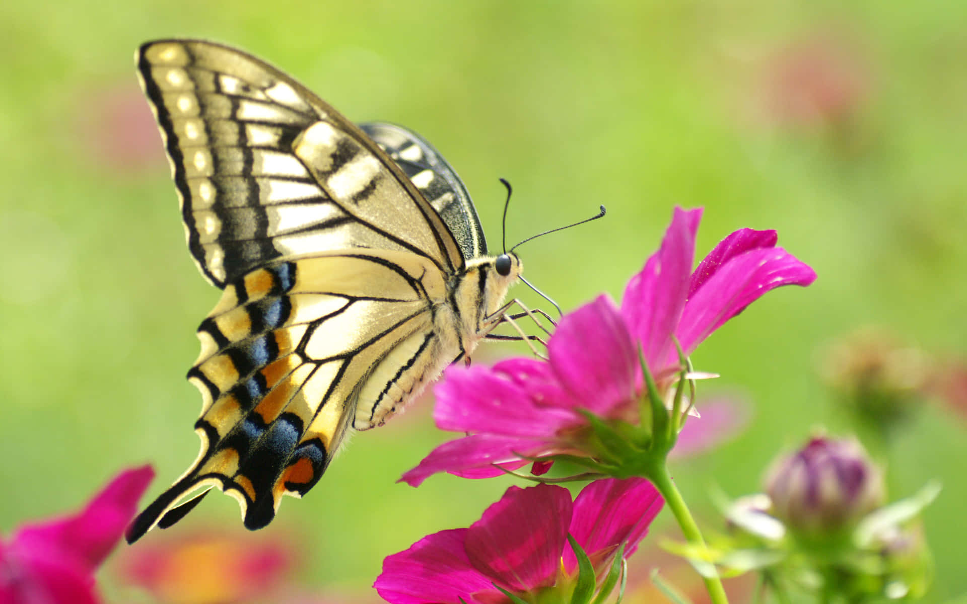 Butterfly Profile 桌布 壁紙 — 一隻擁有黃、黑、藍色翅膀的燕尾蝶，輕柔地停在一朵亮粉紅色的波斯菊上，背景是柔和的綠色模糊效果。