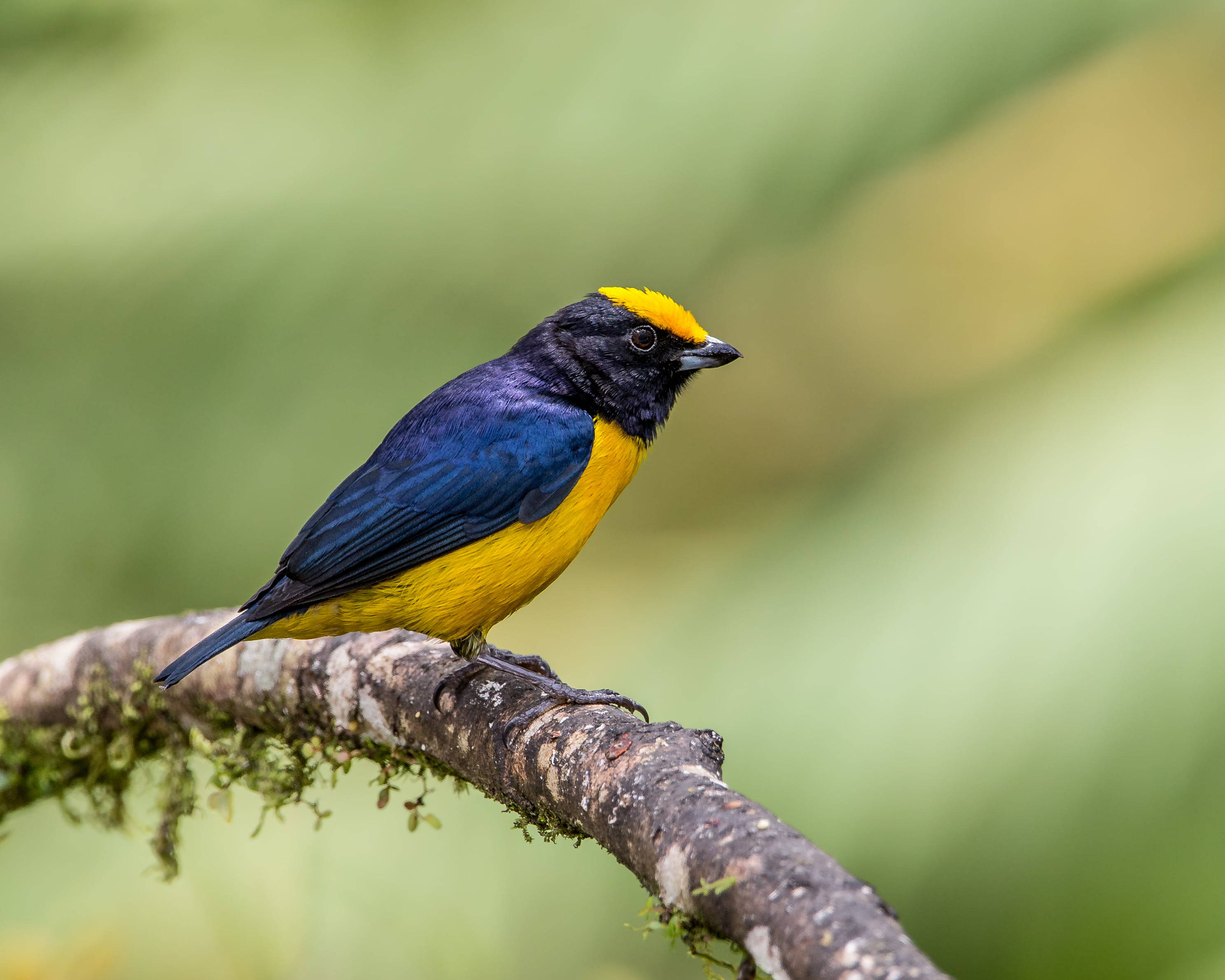 Yellow Bird 桌布 壁紙 — 一隻擁有黃色冠冕和藍色身體的鮮豔鳥兒，棲息在長滿苔蘚的樹枝上，背景是柔和的綠色。
