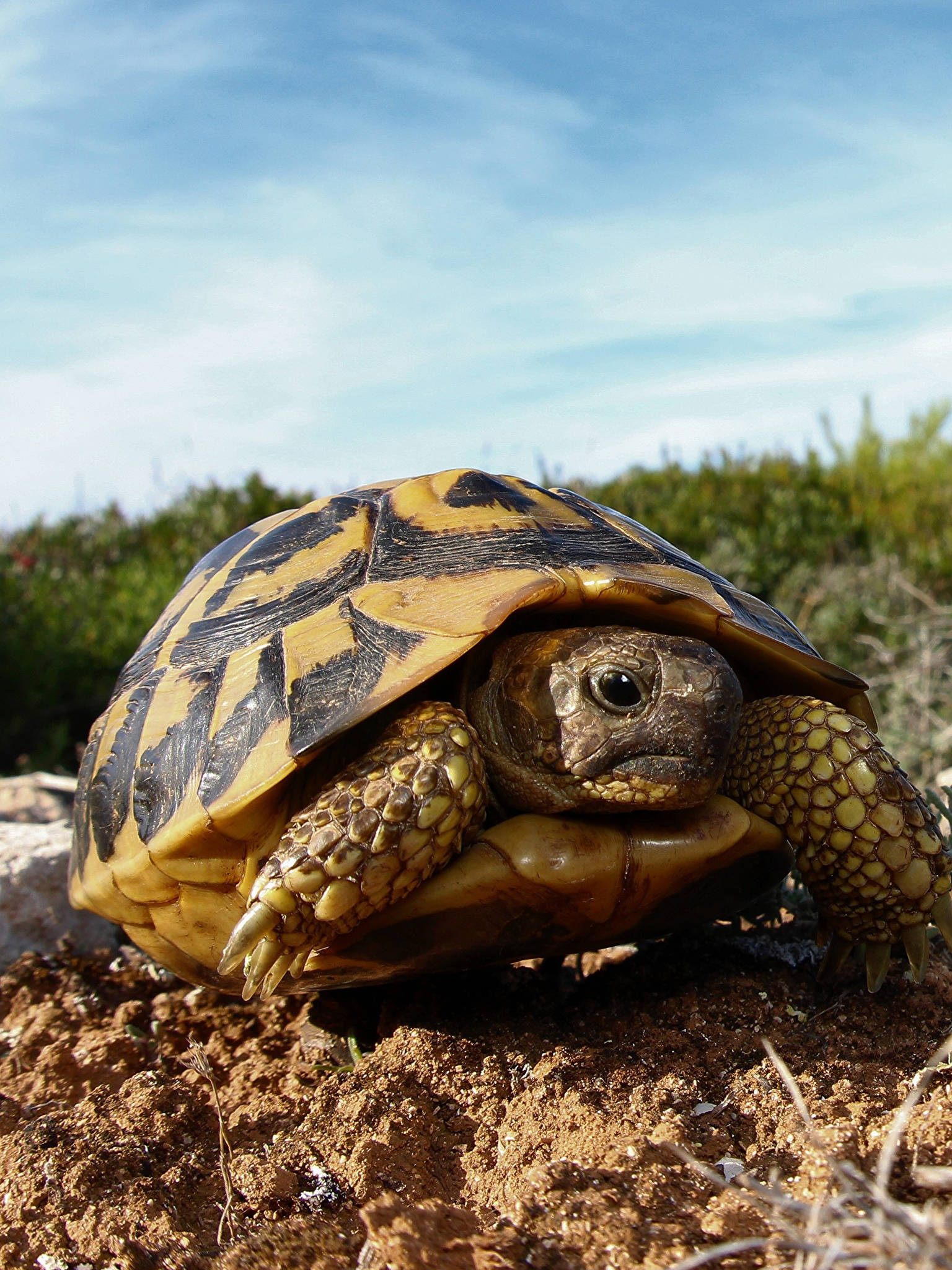 Turtle 桌布 壁紙 — 一隻擁有黃黑相間花紋龜殼的陸龜在乾燥土地上休息的特寫，背景是明亮的藍天。
