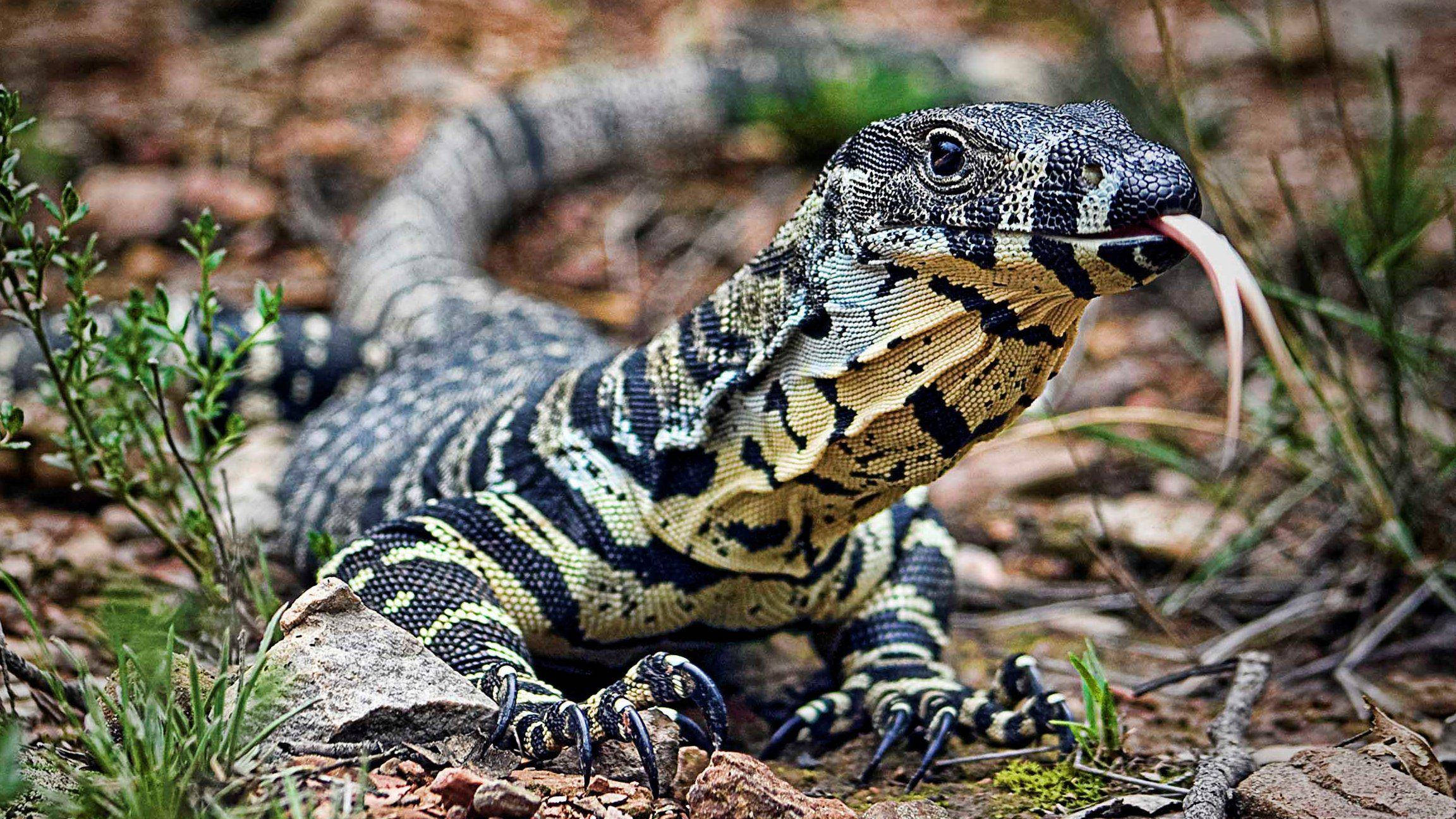 reptile 桌布 壁紙 — 一隻擁有黑色、黃色和灰色鱗片的巨蜥在天然岩石棲息地伸出分叉舌頭的近距離特寫。
