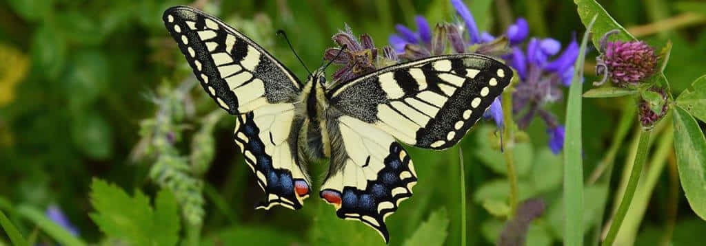 Butterfly Watching 桌布 壁紙 — 一隻擁有黑色、黃色和藍色翅膀的燕尾蝶，輕盈地停歇在茂密綠葉中的紫色花朵上。