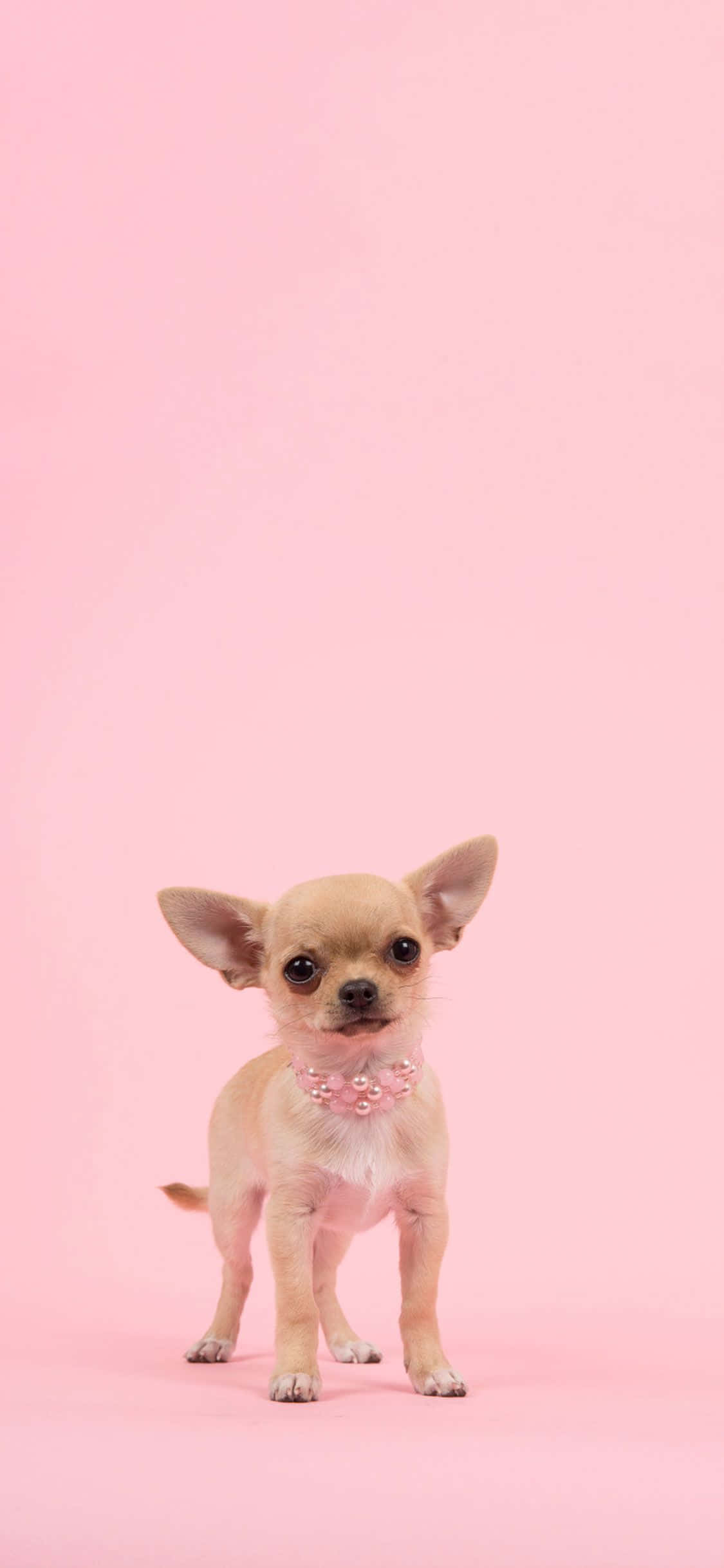 Pink Puppies 桌布 壁紙 — 一隻擁有黑色大眼睛、戴著珍珠項圈的小吉娃娃幼犬，在純色粉紅背景前警覺地站立。