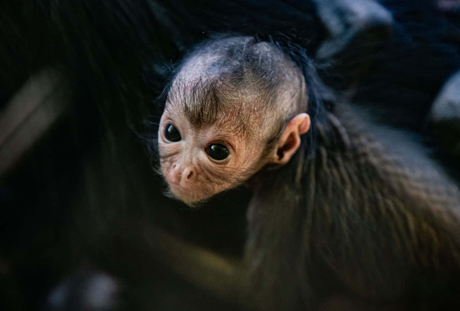 Baby Monkey 桌布 壁紙 — 一隻擁有黑色大眼睛和稀疏毛髮的猴寶寶，在模糊的深色背景前好奇地凝視的特寫。