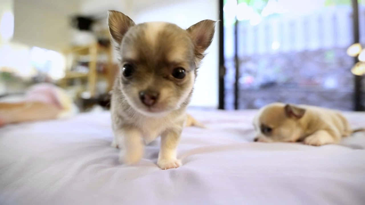 Teacup Chihuahua 桌布 壁紙 — 一隻擁有黑色大眼睛的小吉娃娃狗，好奇地走向鏡頭，站在柔軟的白色床上，另一隻則在附近休息。