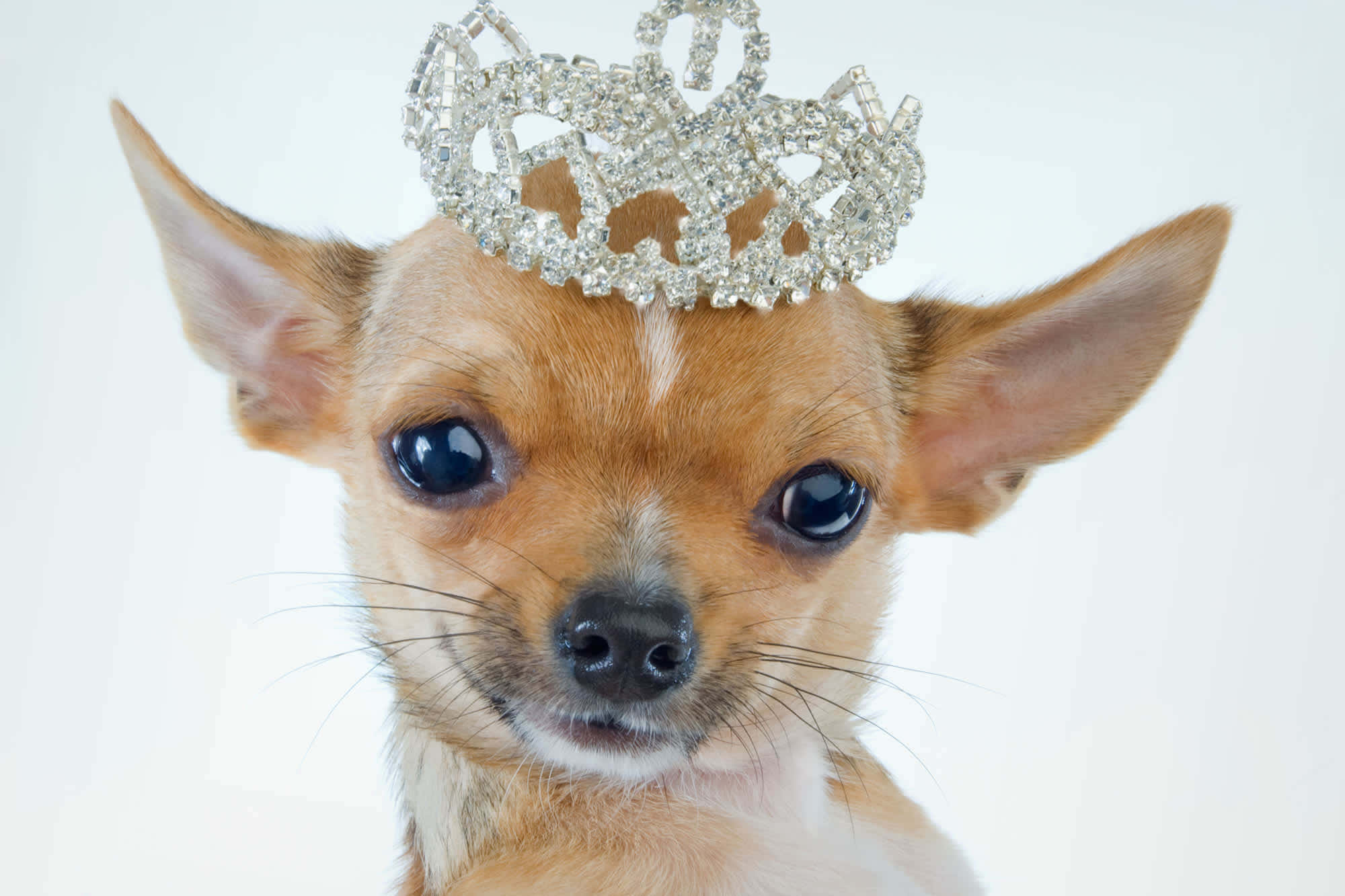 Chihuahua 桌布 壁紙 — 一隻擁有黑色大眼睛的小型吉娃娃，在純白背景前戴著閃閃發光的寶石皇冠。