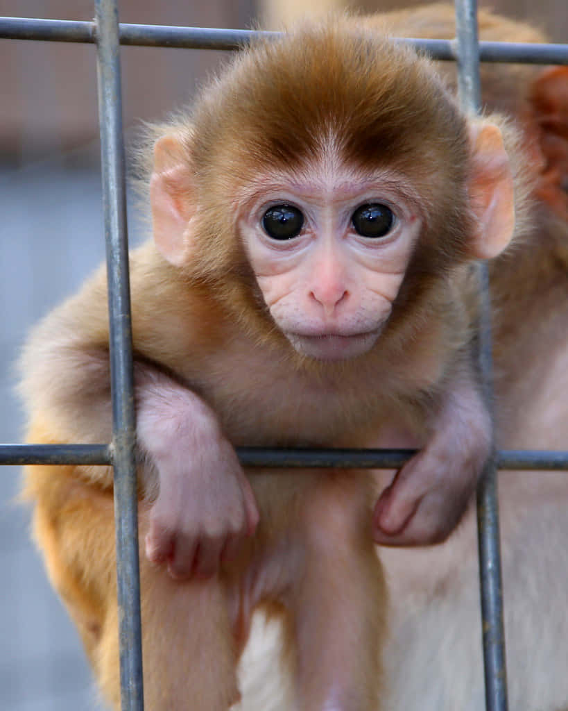 Baby Monkey 桌布 壁紙 — 一隻擁有黑色大眼睛的小猴子寶寶緊緊抓住籠子的金屬欄杆，直視著鏡頭。