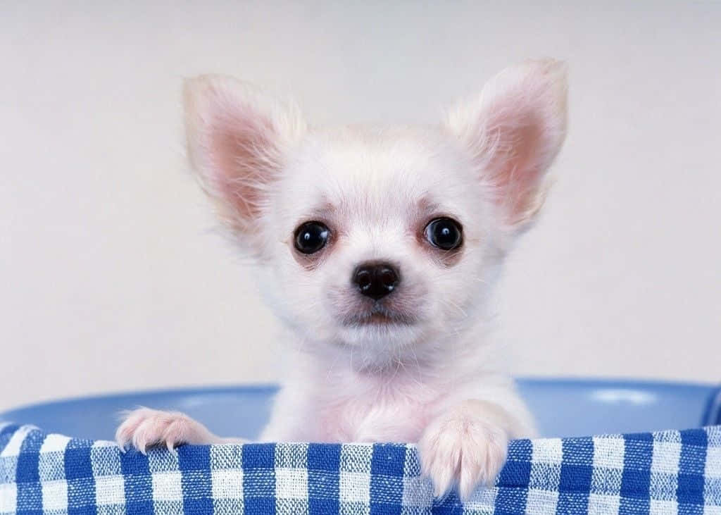 Chihuahua Dog 桌布 壁紙 — 一隻擁有黑色大眼睛的細小白色吉娃娃幼犬，好奇地從藍白格紋布料的邊緣探頭張望。