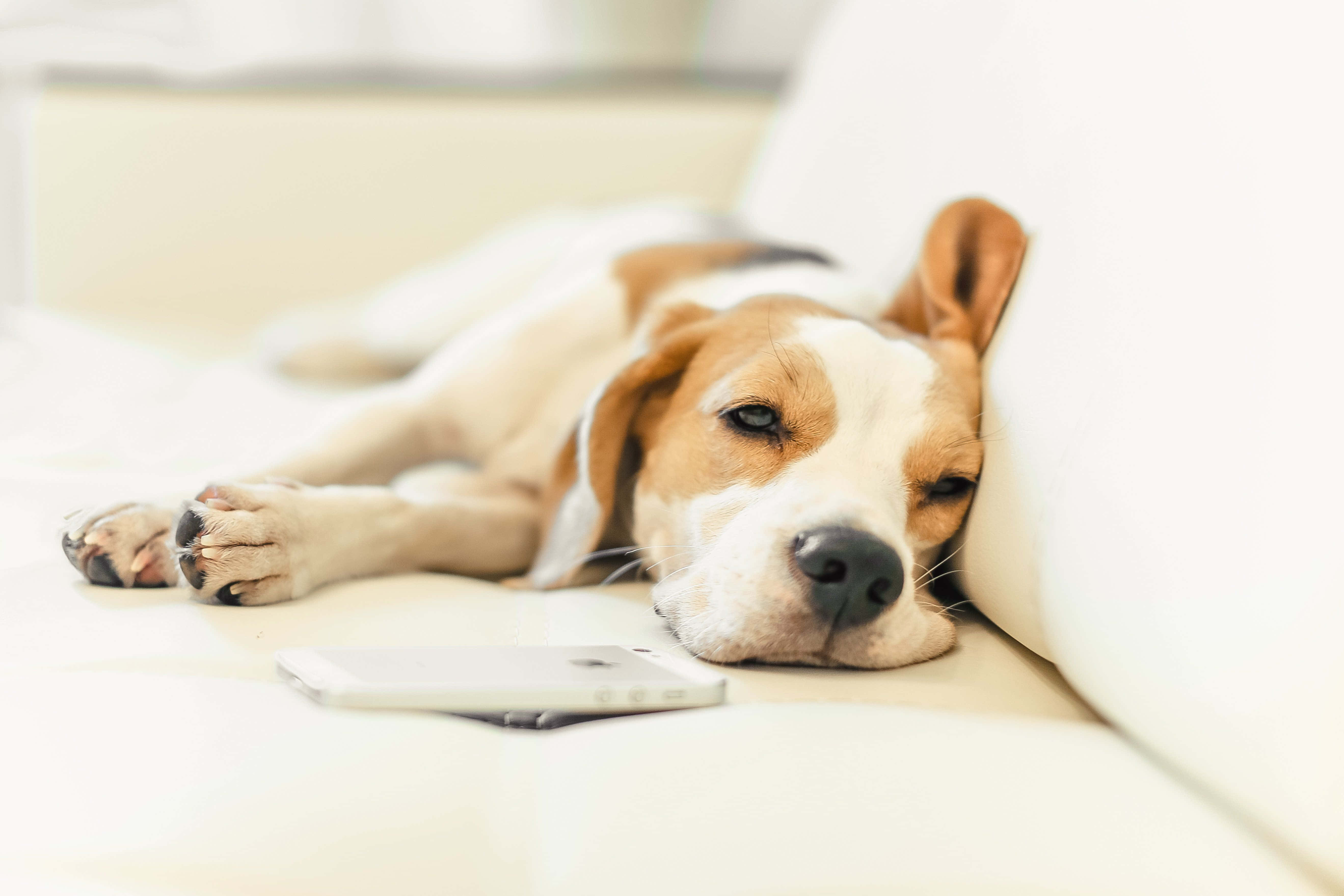 Beagle Dogs 桌布 壁紙 — 一隻放鬆的比格犬將頭靠在白色沙發上，旁邊放著一支智慧型手機。