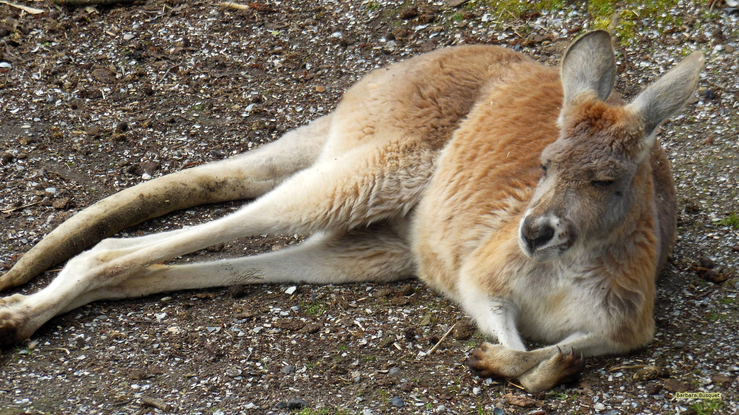 Kangaroo 桌布 壁紙 — 一隻放鬆的袋鼠在碎石地上閉著眼睛平靜地休息。