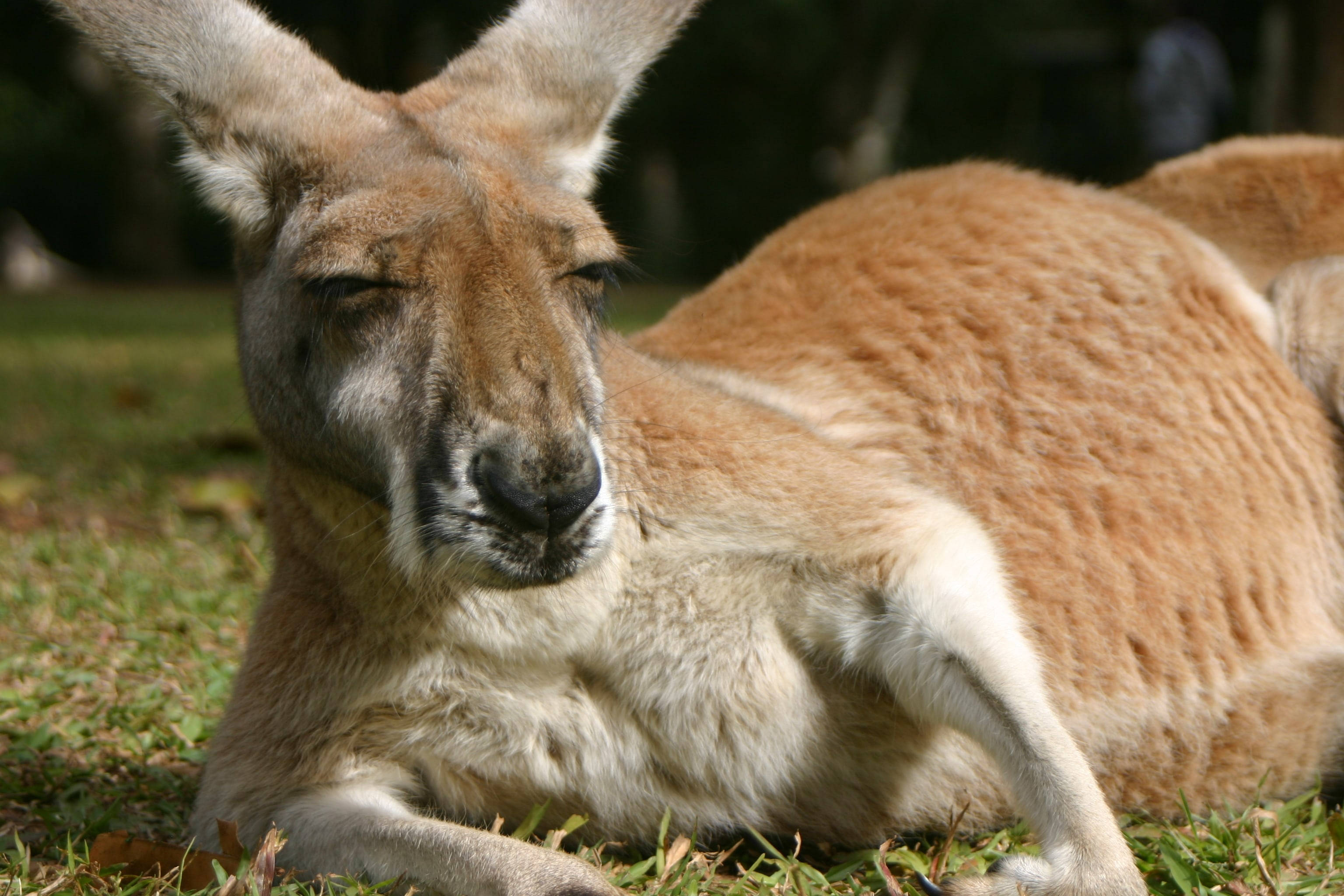 Kangaroo 桌布 壁紙 — 一隻放鬆的袋鼠在草地上休息，半閉著眼睛享受陽光。