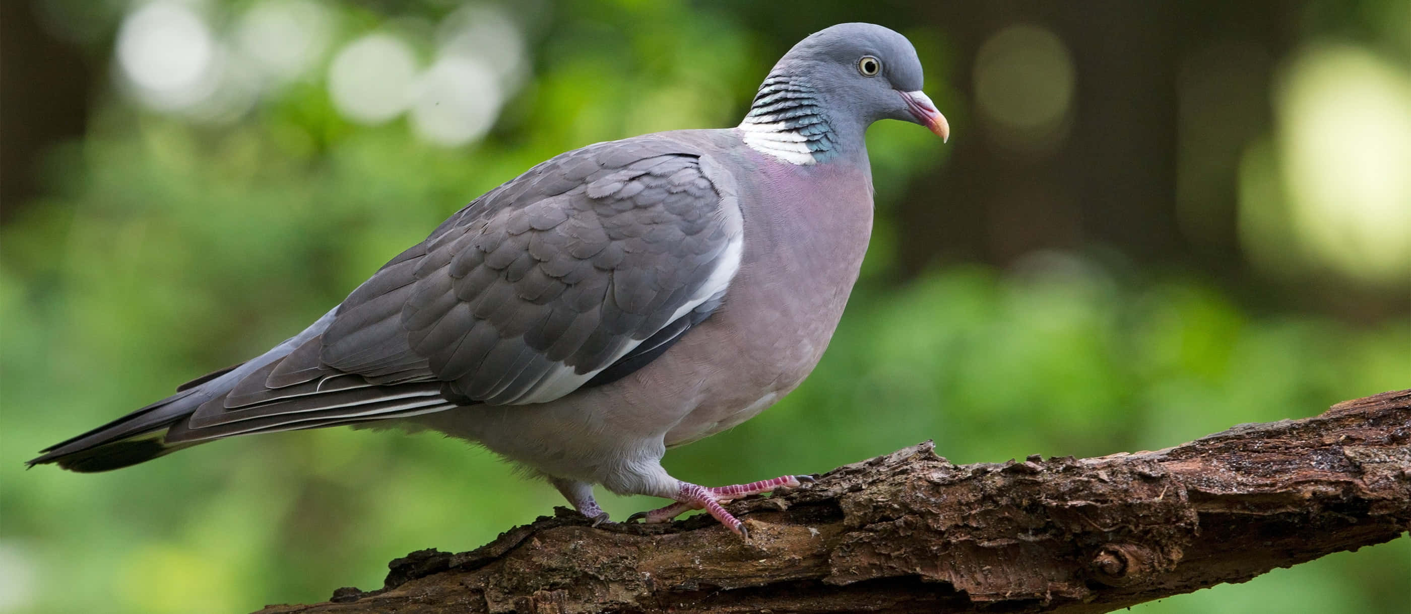 pigeon 桌布 壁紙 — 一隻斑尾林鴿平靜地棲息在粗糙的樹枝上，背景是柔和的綠色森林。
