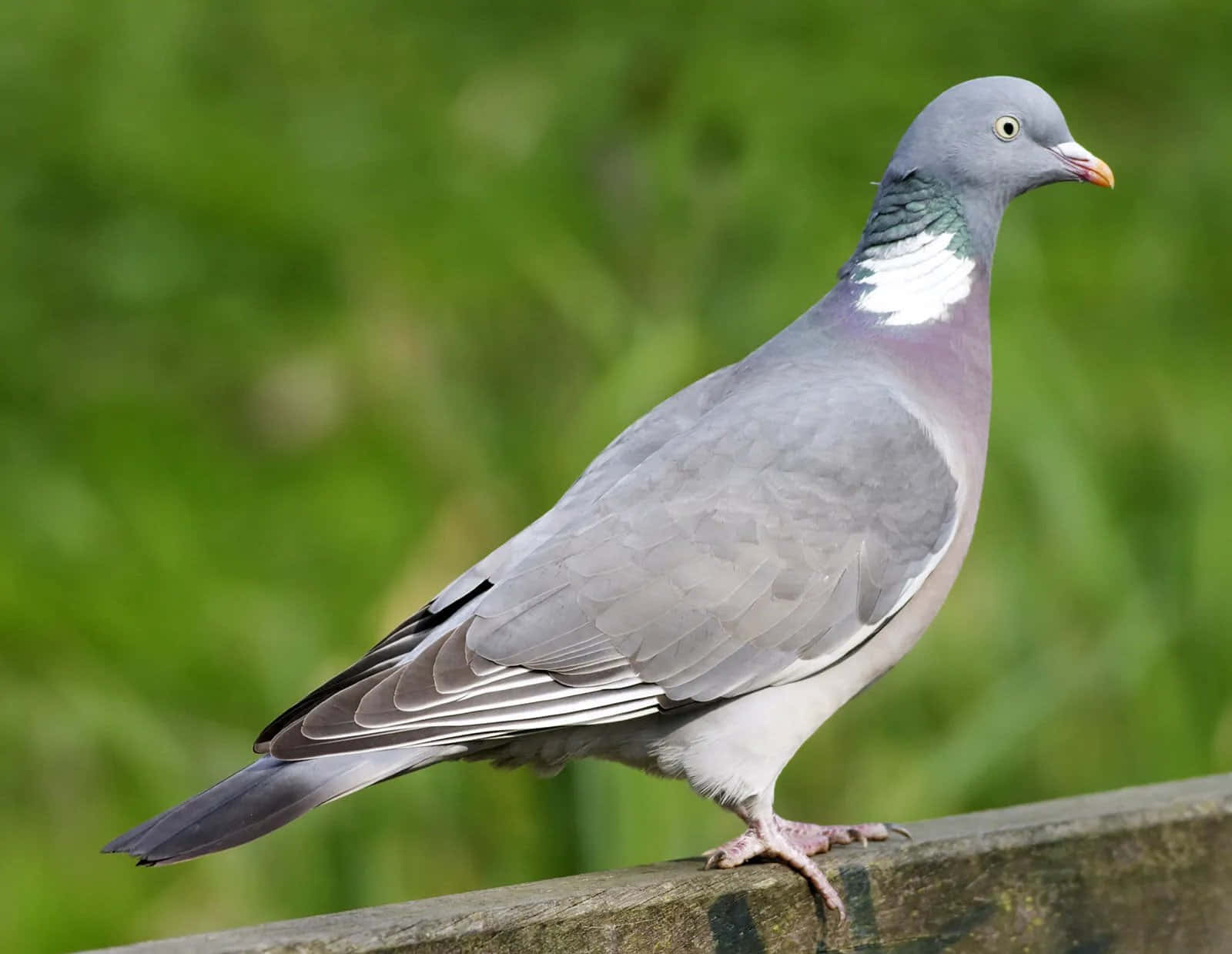 pigeon 桌布 壁紙 — 一隻斑尾林鴿平靜地棲息在風化的木柵欄上，背景是柔和的綠色模糊。