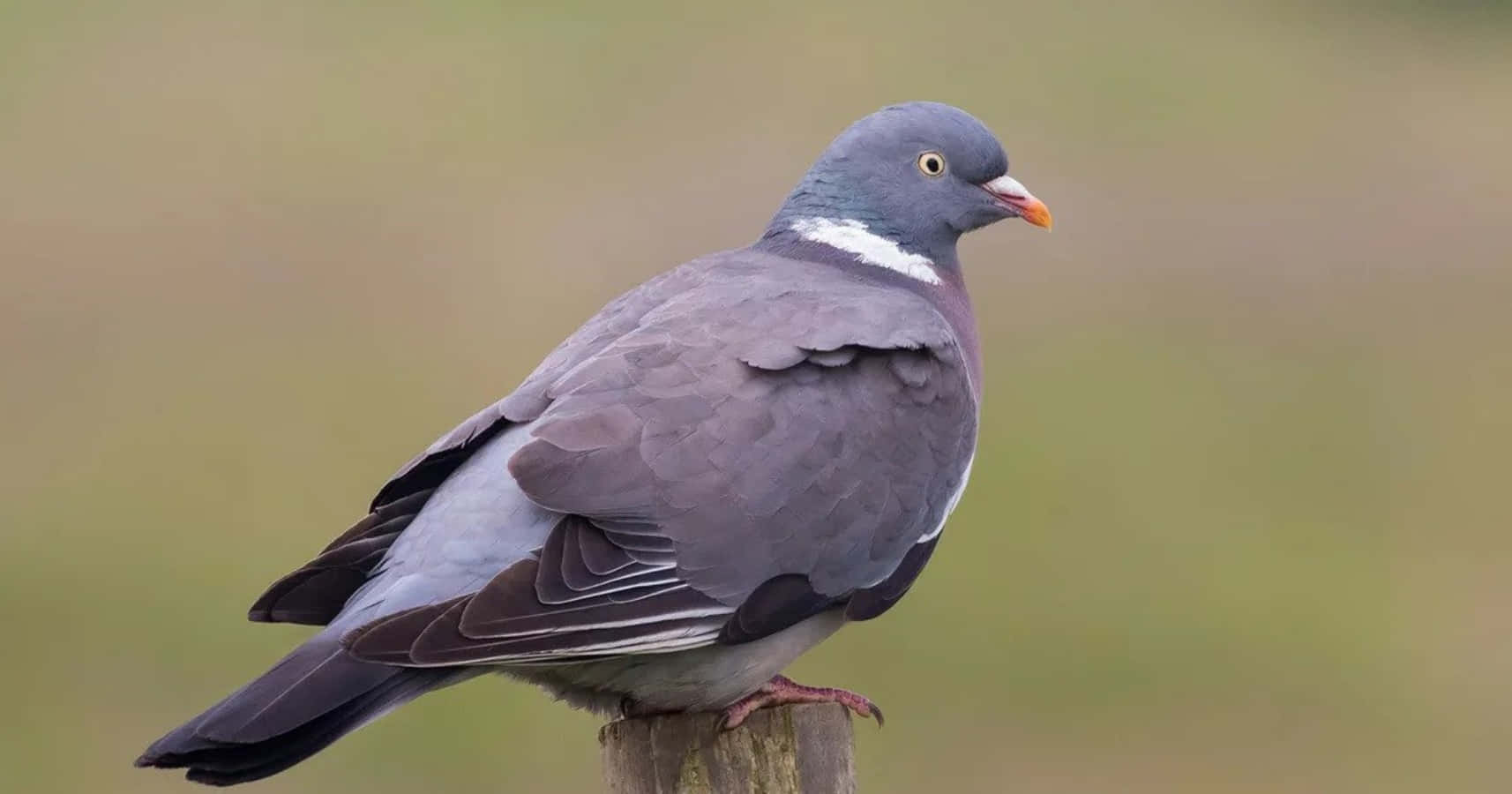 pigeon 桌布 壁紙 — 一隻斑尾林鴿平靜地棲息在風化的木柱上，背景是柔和模糊的綠色。