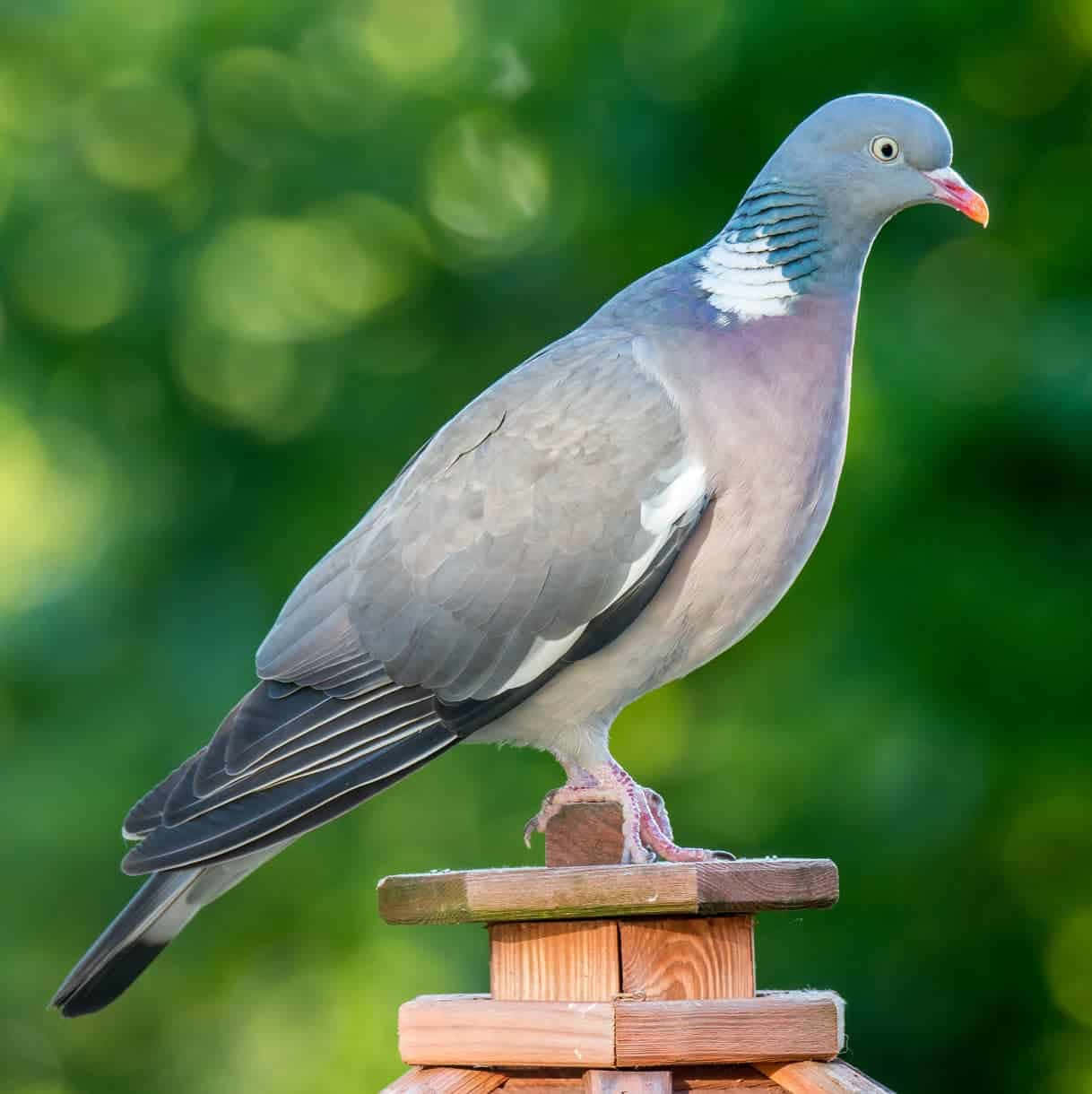 pigeon 桌布 壁紙 — 一隻斑尾林鴿棲息在木柱上，背景是柔和的綠色散景效果。