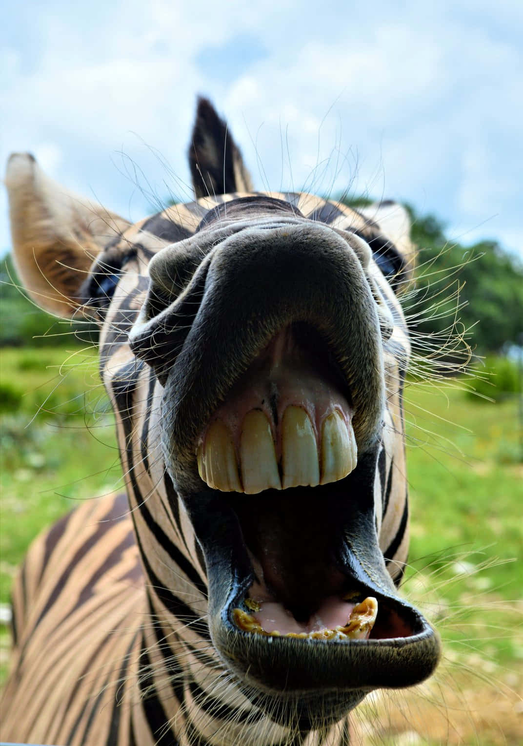 Zebra 桌布 壁紙 — 一隻斑馬張大嘴巴，露出牙齒和舌頭，背景是明亮的藍天和綠草。