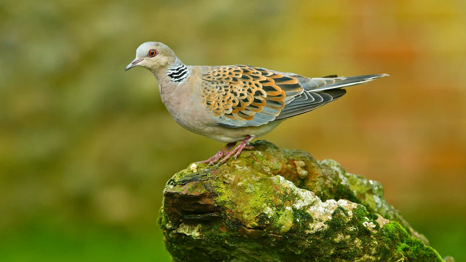 Dove 桌布 壁紙 — 一隻斑鳩優雅地棲息在長滿苔蘚的石頭上，背景是柔和模糊的綠色和橙色。