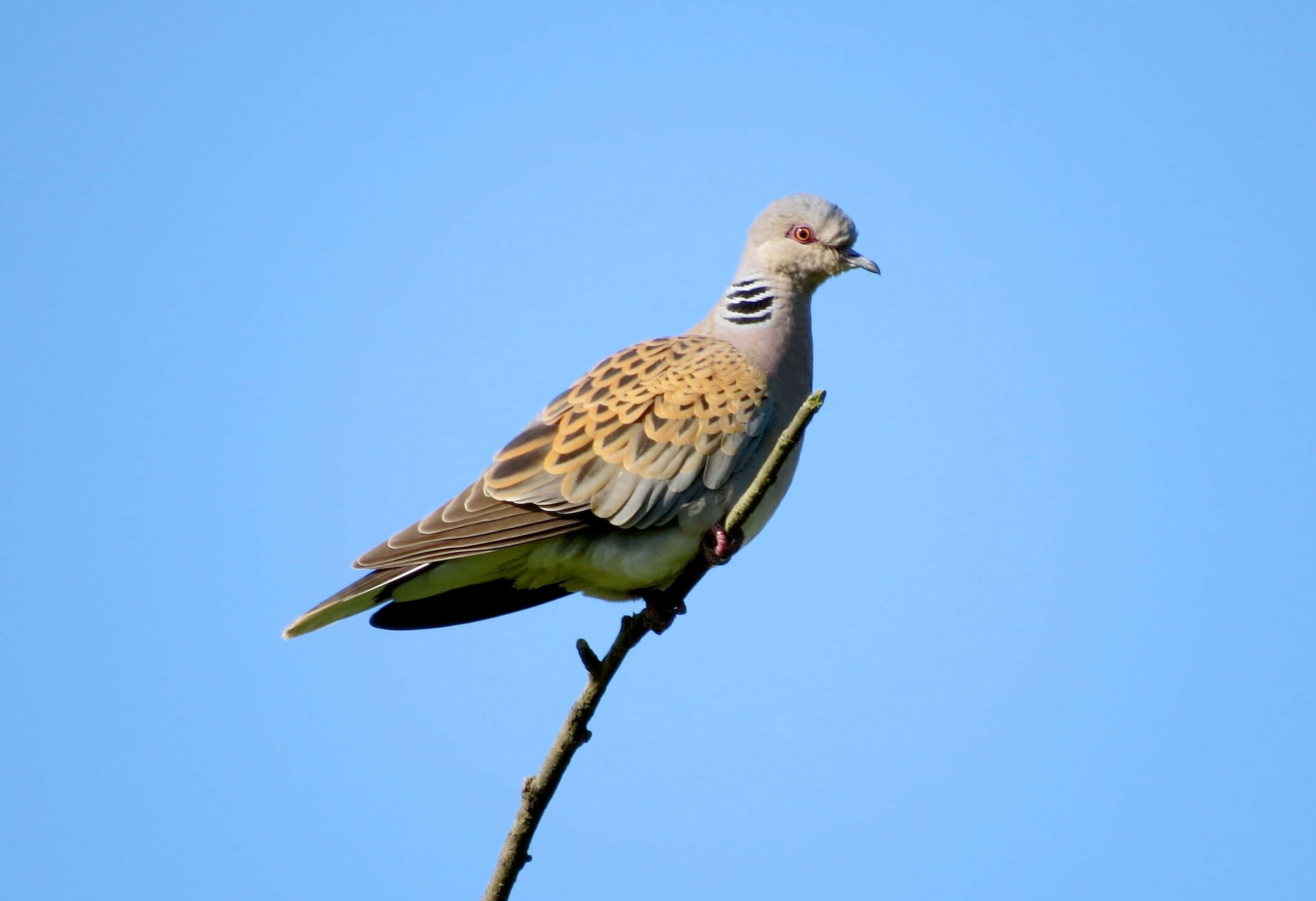 Dove 桌布 壁紙 — 一隻斑鳩平靜地棲息在光禿的樹枝上，背景是清澈的藍天。