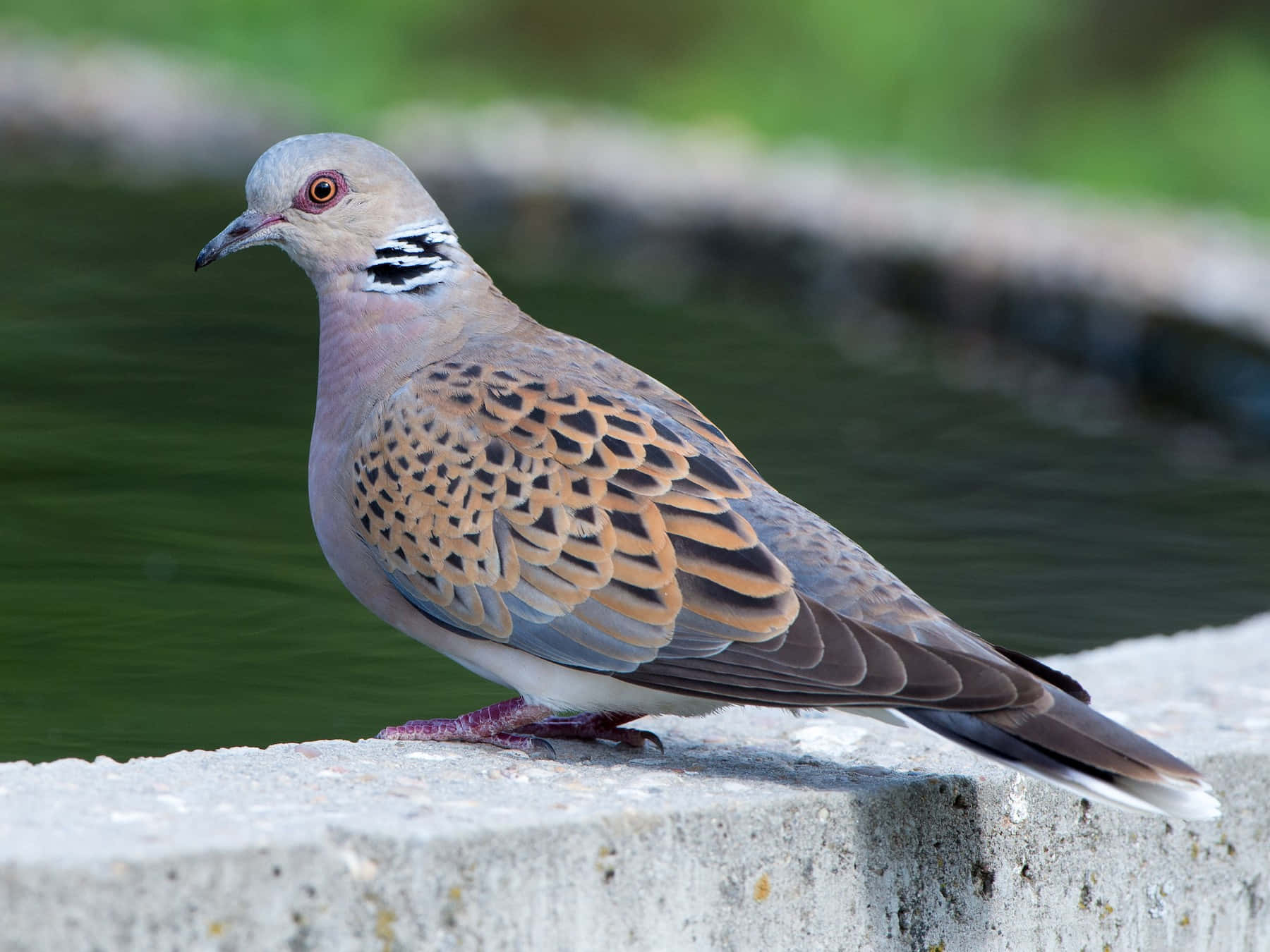 Dove 桌布 壁紙 — 一隻斑鳩棲息在混凝土邊緣的特寫，旁邊是平靜的綠色水面，背景有模糊的樹葉。