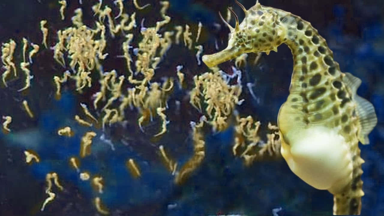 海馬 桌布 壁紙 — 一隻斑點海馬在深藍色海水中的小海馬群裡優雅地游過。