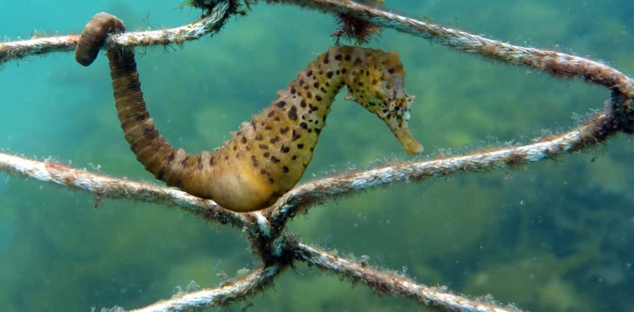 海馬 桌布 壁紙 — 一隻斑點海馬在陽光照射的藍綠色海底場景中，緊緊抓住風化的繩索。
