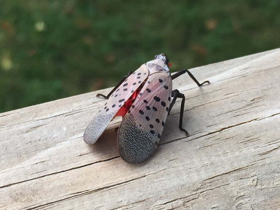 bug 桌布 壁紙 — 一隻斑點燈籠蠅棲息在風化的木板上，背景是模糊的綠色。