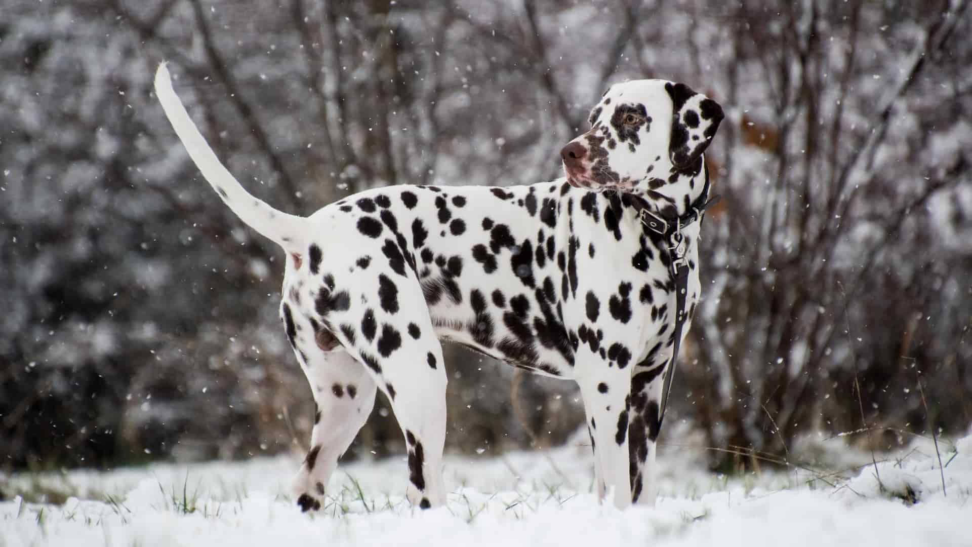 大麥町犬 桌布 壁紙 — 一隻斑點狗在飄雪中警覺地站立，背景是光禿禿的樹木。