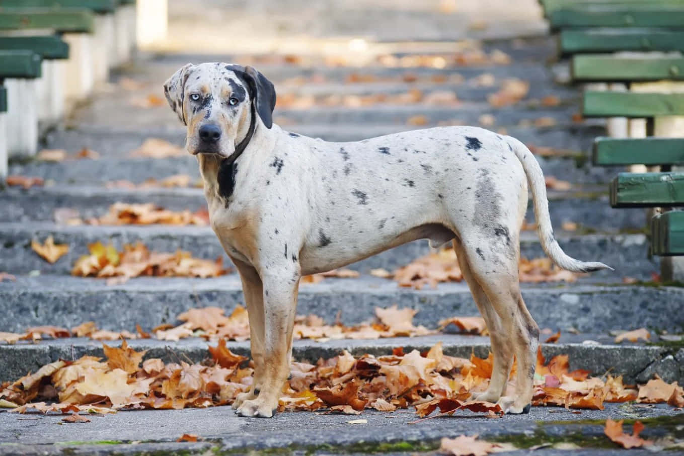 Catahoula Dog 桌布 壁紙 — 一隻斑點狗警覺地站在鋪滿落葉的石階上，兩側有綠色長椅。