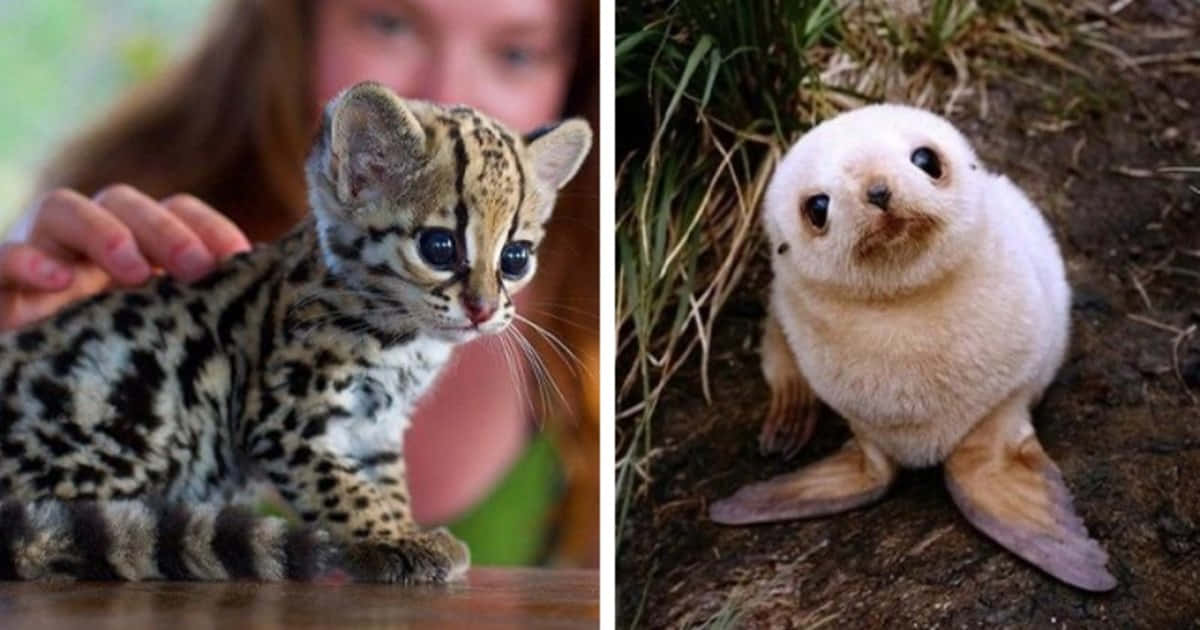 動物 桌布 壁紙 — 一隻斑點野貓幼崽和一隻毛茸茸的海豹幼崽並排坐在分格照片中，兩者都睜著無辜的大眼睛直視鏡頭。