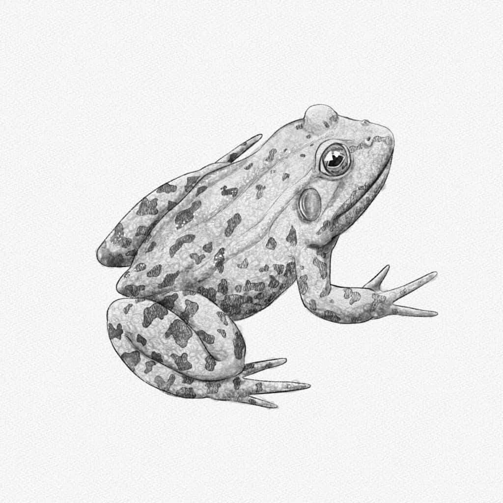 Frog Drawing 桌布 壁紙 — 一隻斑點青蛙在純色紋理背景上直立坐著的詳細鉛筆素描。
