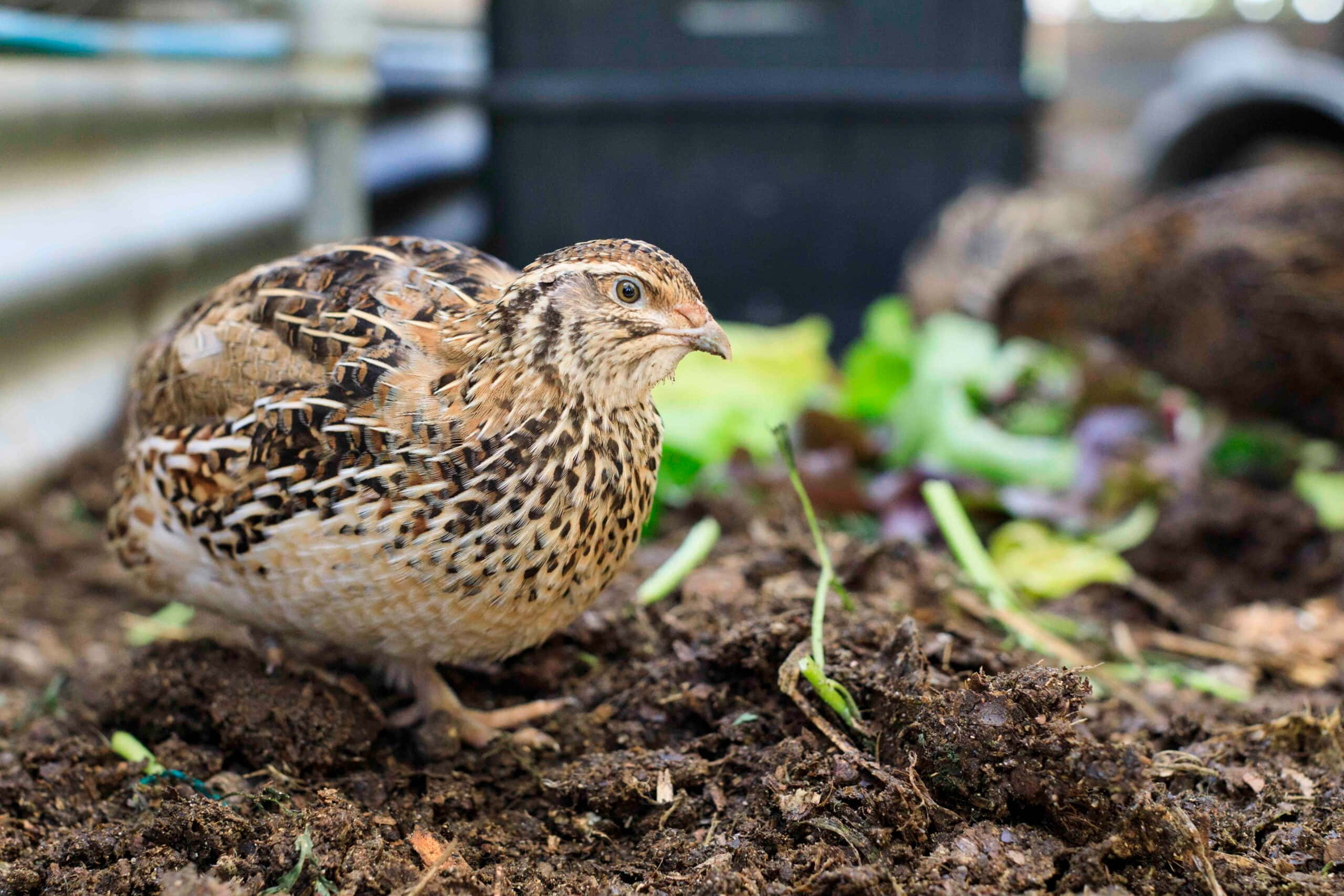 Quail 桌布 壁紙 — 一隻斑點鵪鶉警覺地站在肥沃的棕色泥土上，周圍有綠色嫩芽和模糊的花園背景的特寫。