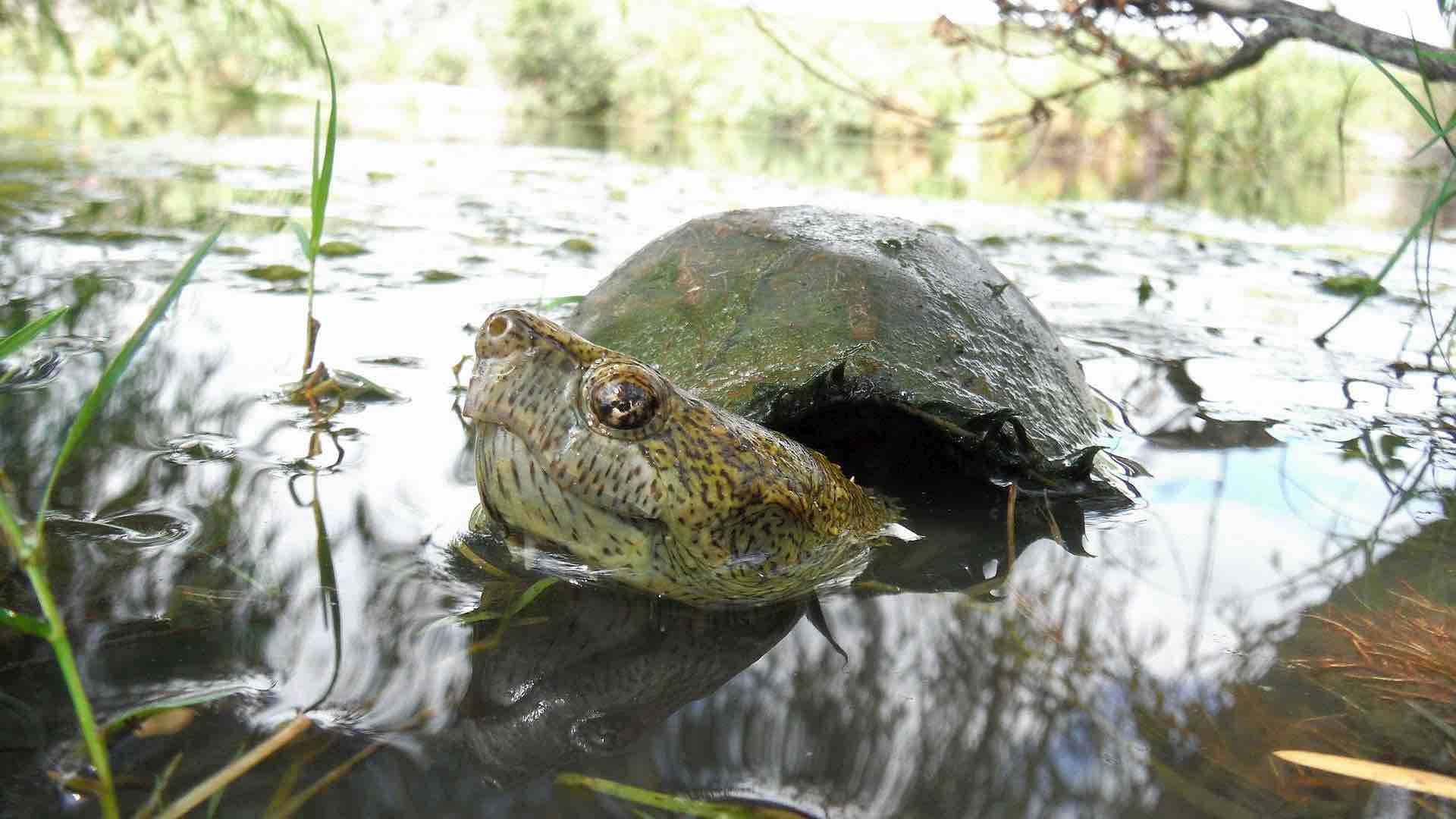 Turtle 桌布 壁紙 — 一隻斑點龜從水中探頭的特寫照片，背景有草和樹枝，呈現柔和焦點。
