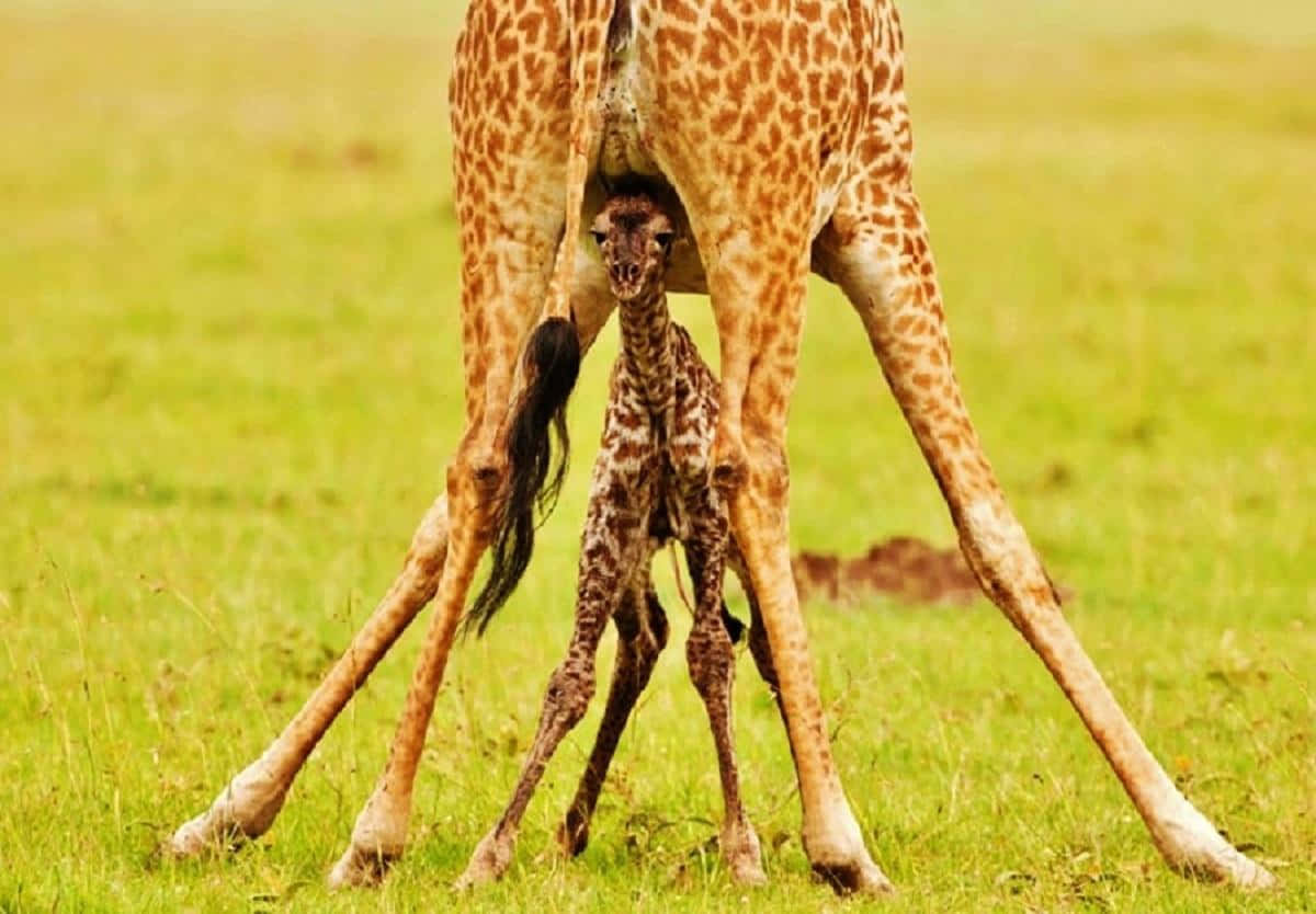 Baby Giraffe 桌布 壁紙 — 一隻新生長頸鹿站在母親的雙腿之間，身處陽光照耀的草地稀樹草原。