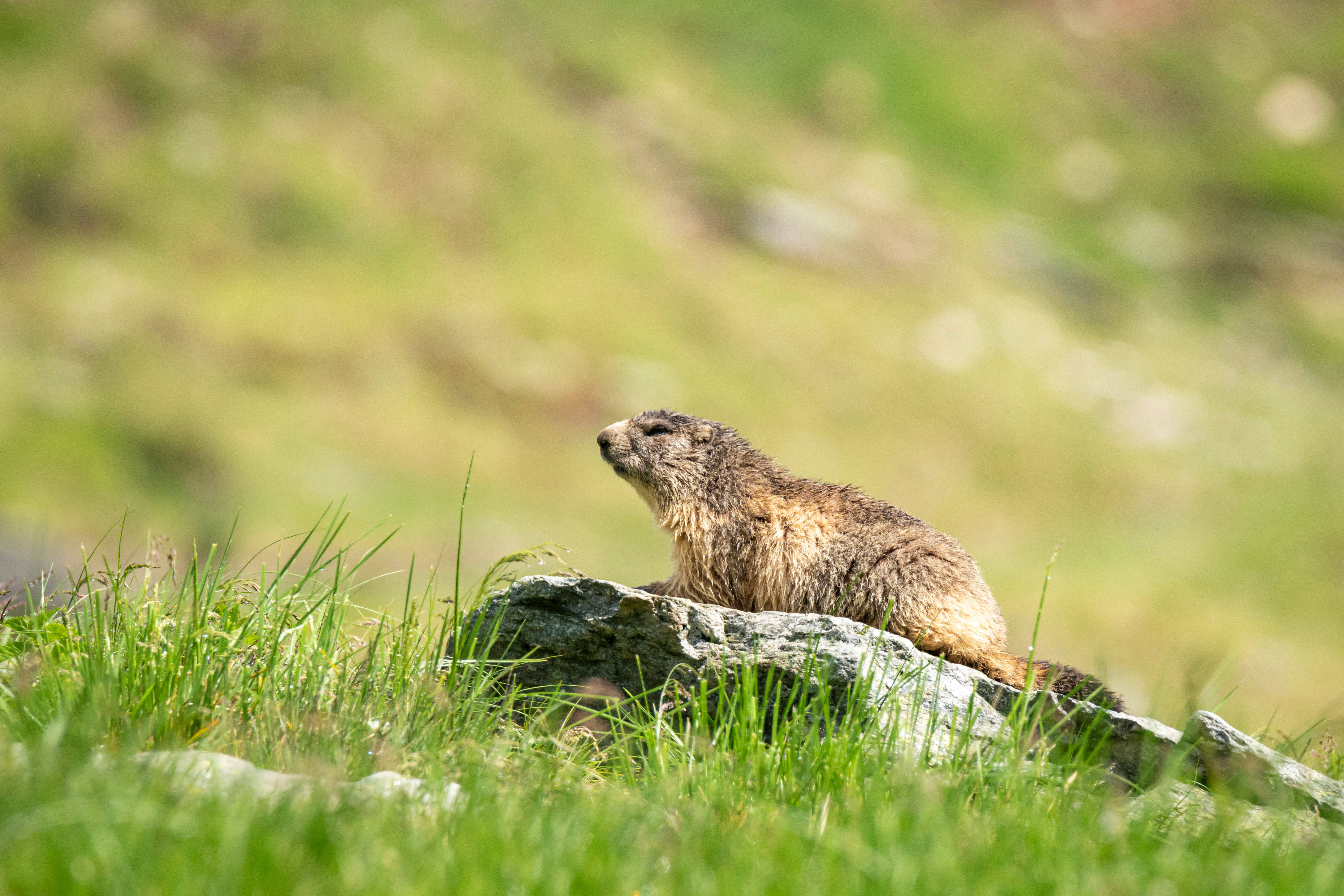 Groundhog 桌布 壁紙 — 一隻旱獺警覺地坐在陽光普照的岩石上，周圍是充滿活力的綠草，在明亮的山坡上。