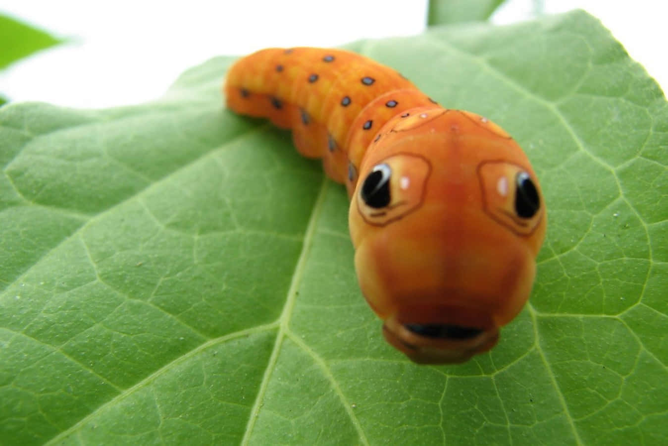 Caterpillar Insect 桌布 壁紙 — 一隻明亮的橙色毛毛蟲，有著大大的黑色眼睛，停在一片鮮綠的葉子上。