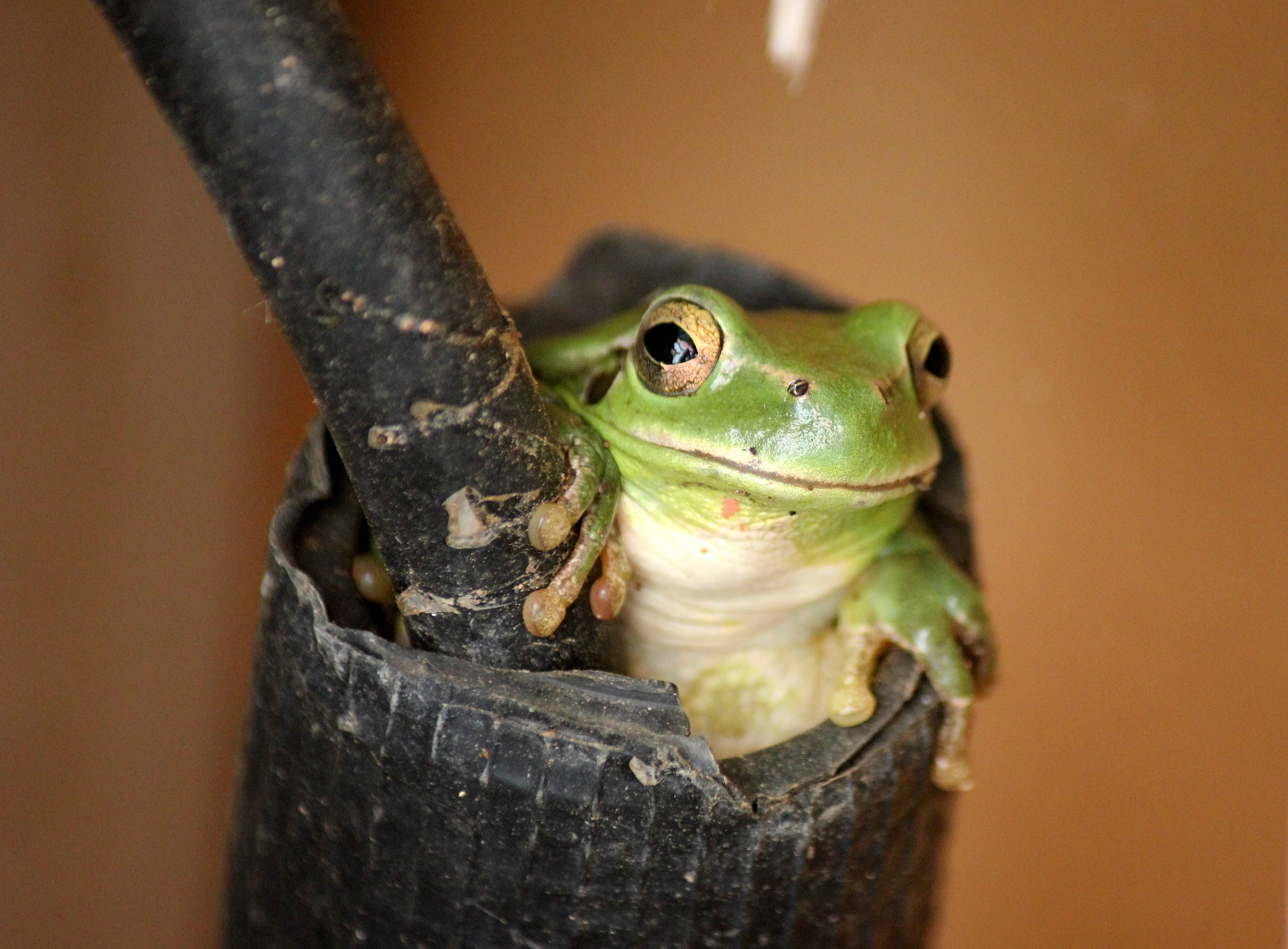Frog 桌布 壁紙 — 一隻明亮的綠色樹蛙，金色眼睛，緊貼在黑色橡膠管的邊緣，背景是溫暖的棕色。