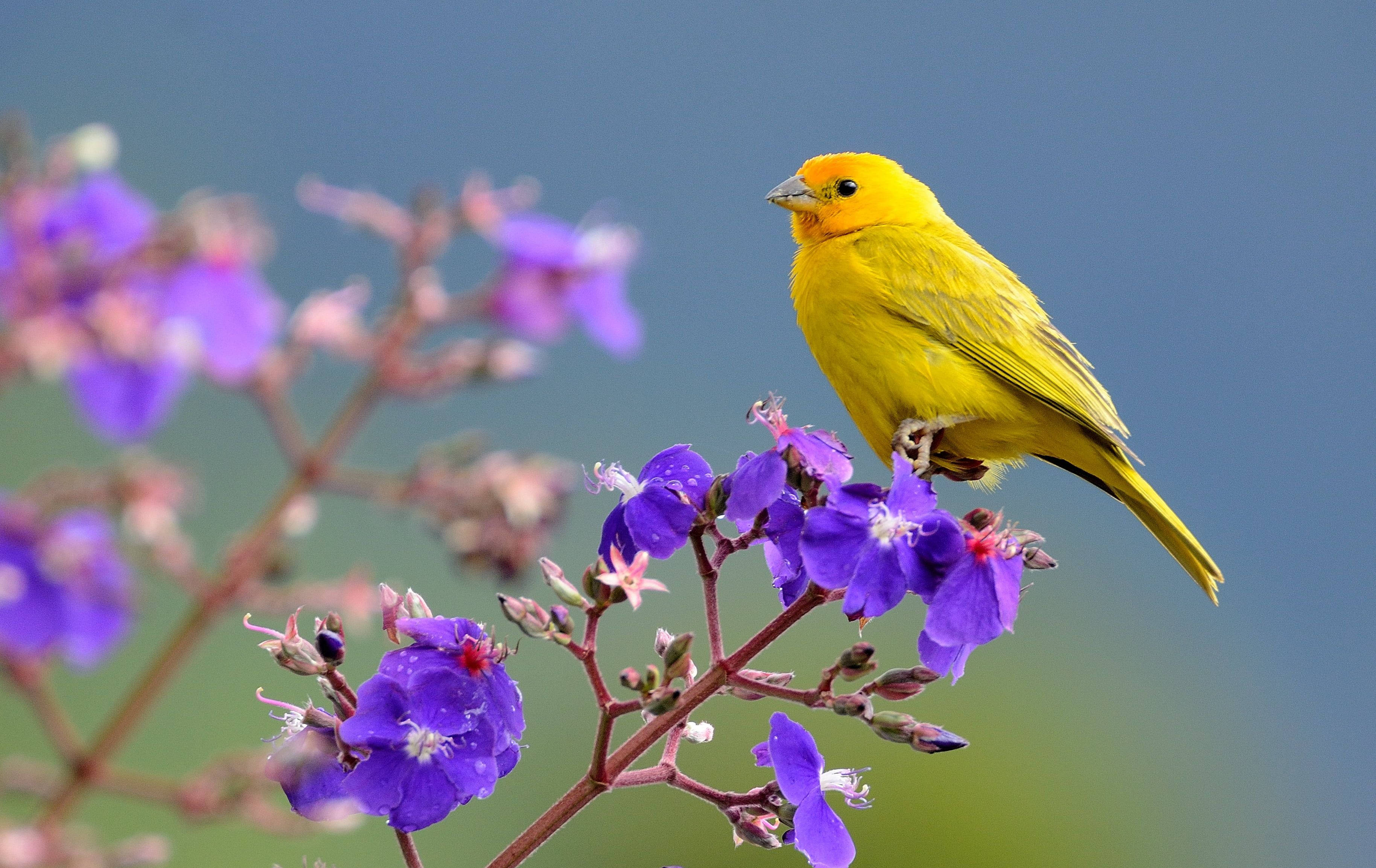 Yellow Bird 桌布 壁紙 — 一隻明亮的黃色小鳥優雅地棲息在一簇鮮豔的紫色花朵上，背景是柔和的藍天。