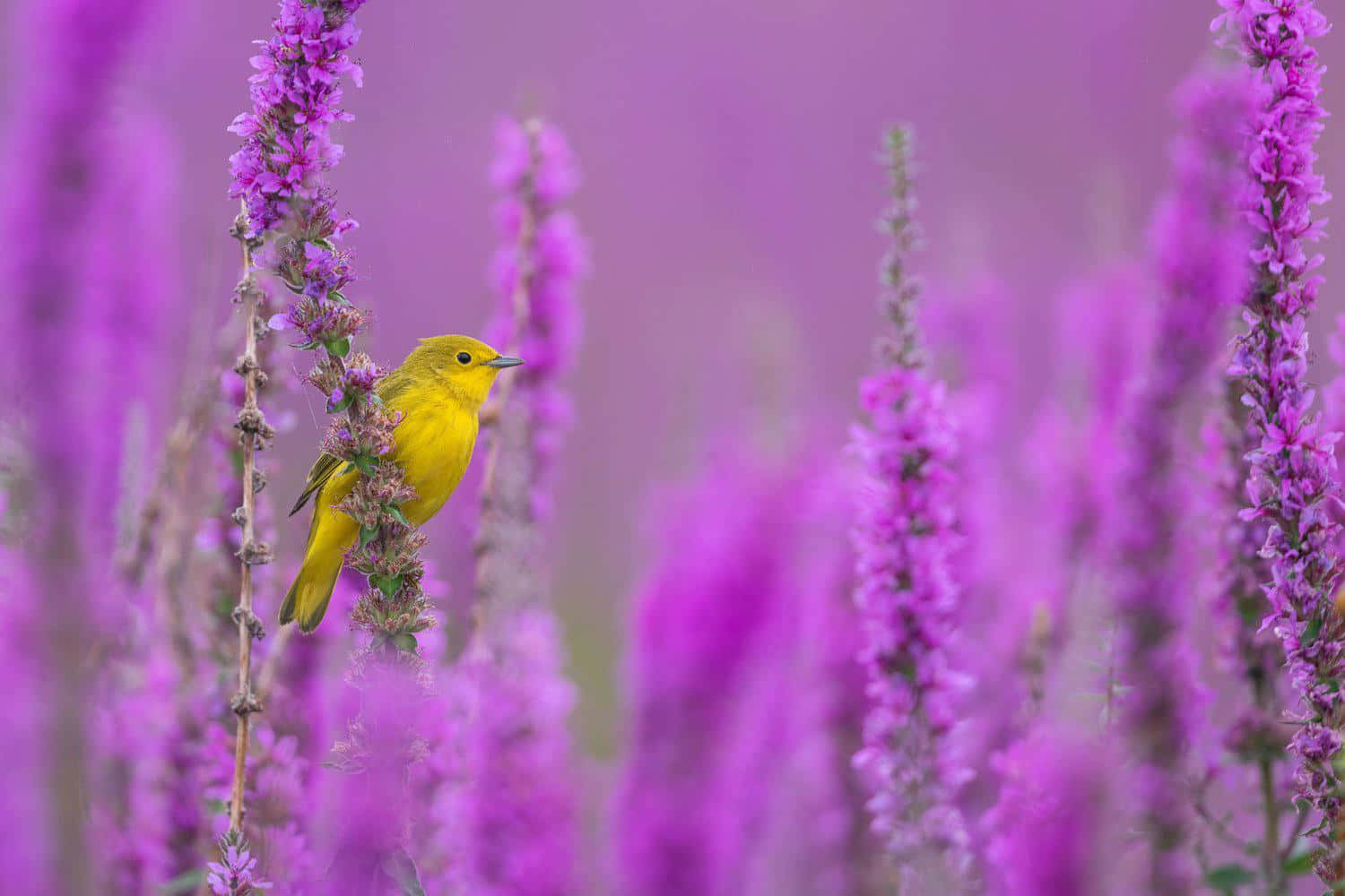 Yellow Warbler 桌布 壁紙 — 一隻明亮的黃色小鳥輕柔地棲息在鮮豔紫色花朵的花穗上，背景是柔和模糊的花卉背景。