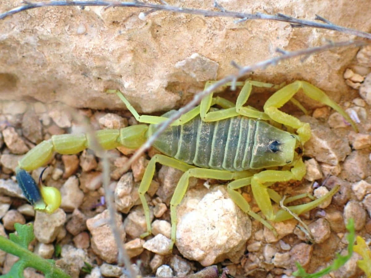 scorpion 桌布 壁紙 — 一隻明亮的黃色蠍子，帶有分節的尾巴和鉗子，在陽光照射的礫石和岩石上，在乾燥的樹枝和稀疏的綠色植物之間休息。