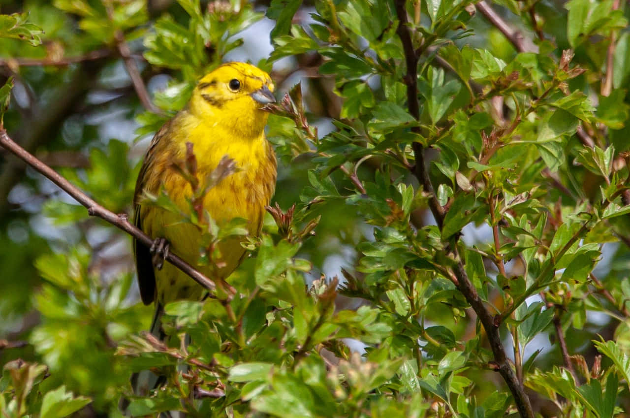 Yellowhammer 桌布 壁紙 — 一隻明亮的黃色鳥棲息在樹枝上，周圍是茂密的綠色樹葉，在自然日光下。