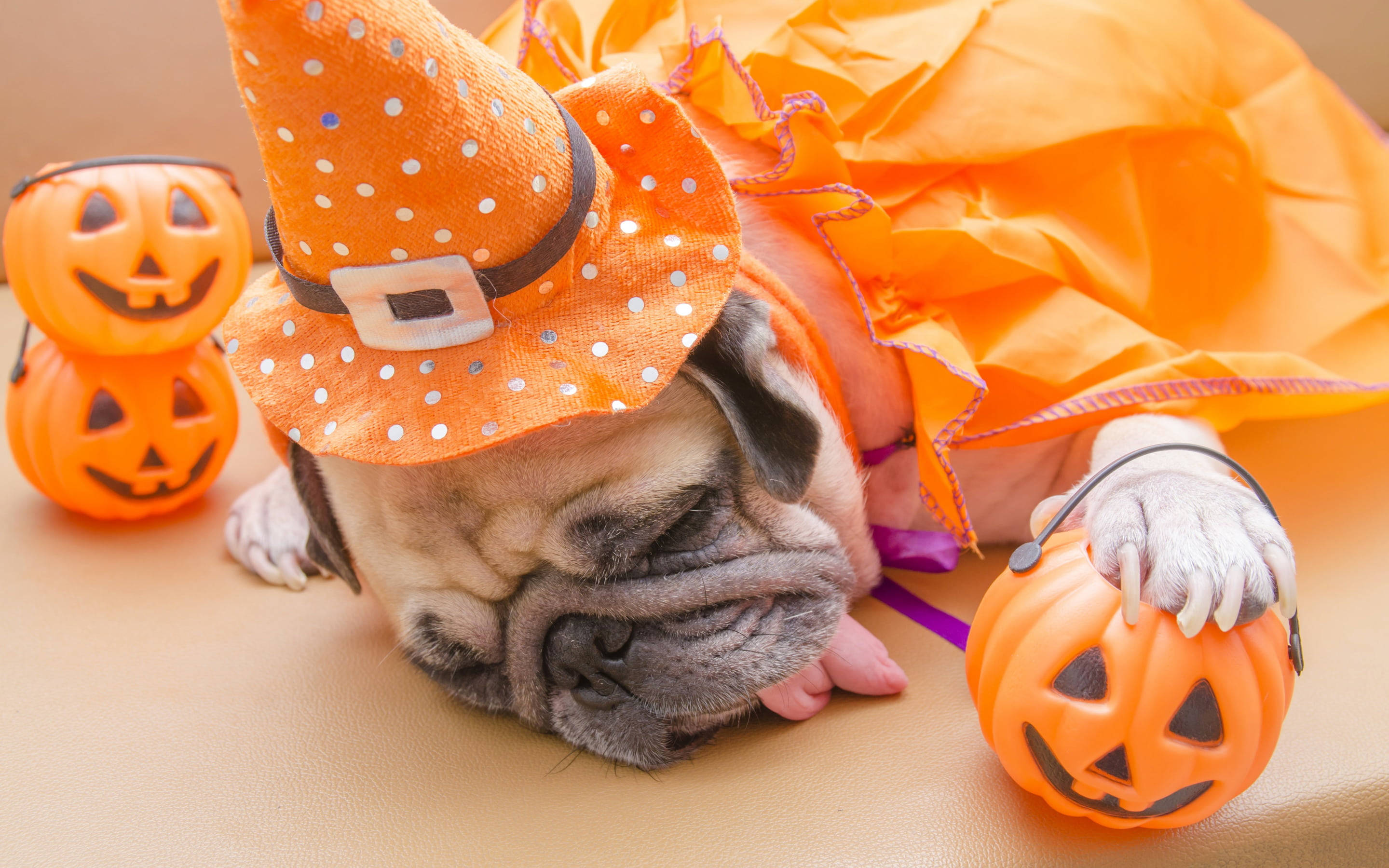 Cute Halloween Desktop 桌布 壁紙 — 一隻昏昏欲睡的哈巴狗穿著橙色圓點女巫服裝，在棕褐色表面的塑膠傑克南瓜燈旁休息。
