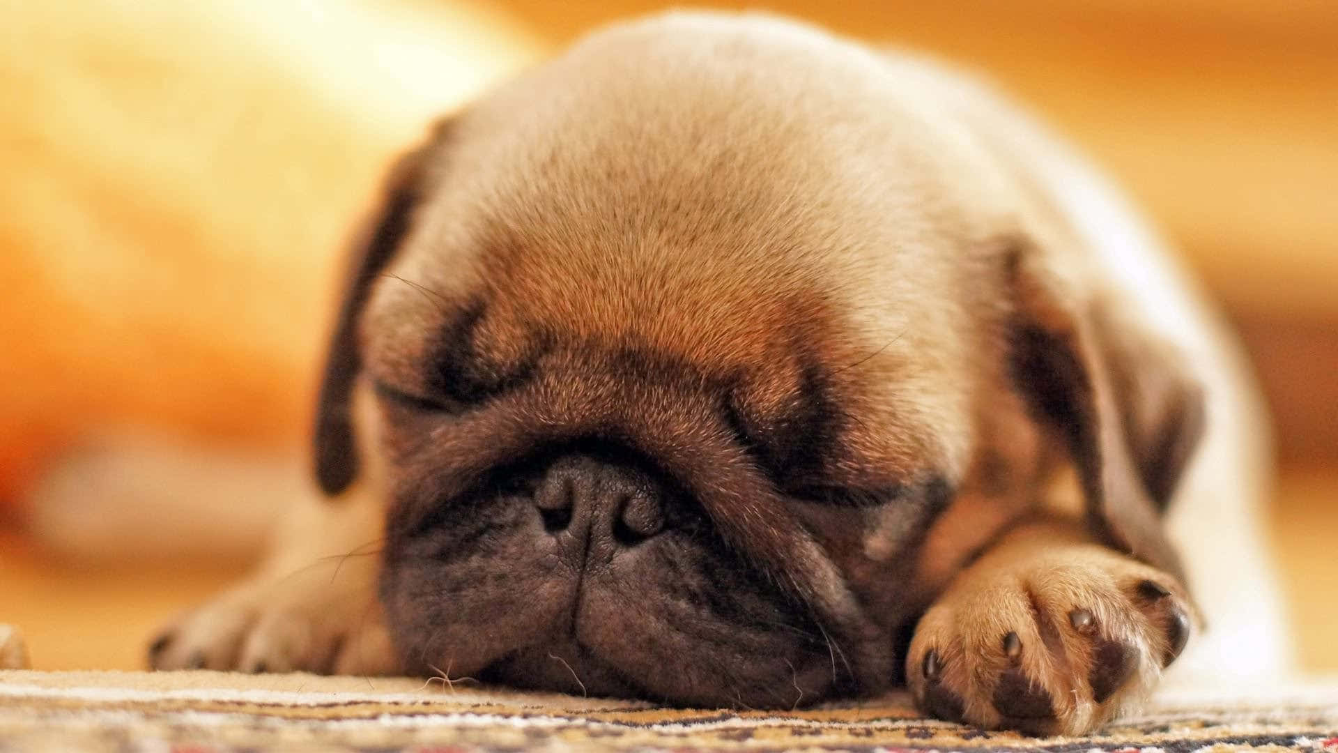 狗 桌布 壁紙 — 一隻昏昏欲睡的小鹿色巴哥犬幼犬，在柔和的金色燈光下，將頭靠在有圖案的地毯上。