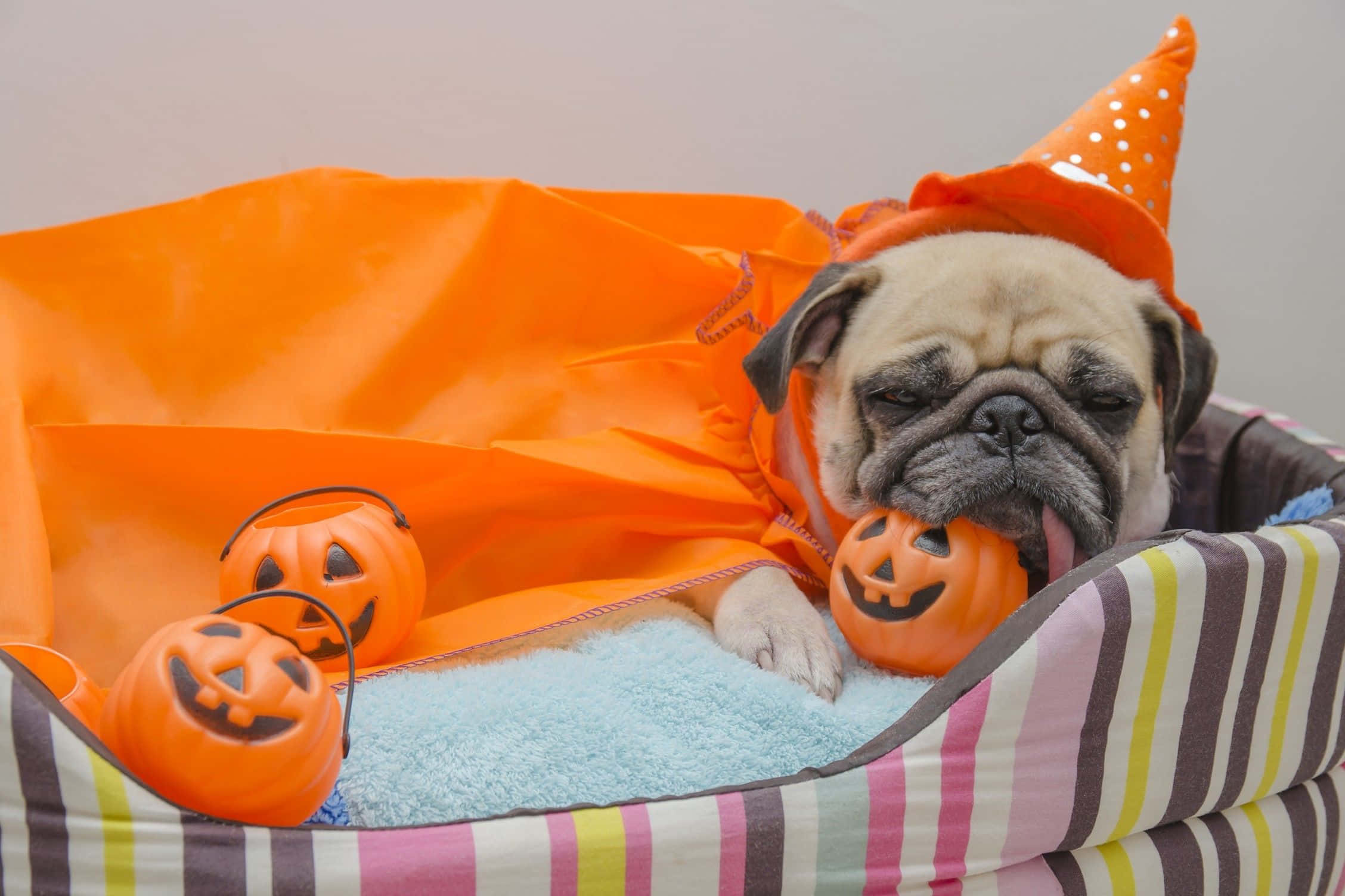 Halloween Pet Costumes 桌布 壁紙 — 一隻昏昏欲睡的巴哥犬戴著橘色萬聖節巫師帽和披風，在條紋床上休息，旁邊有南瓜燈玩具。