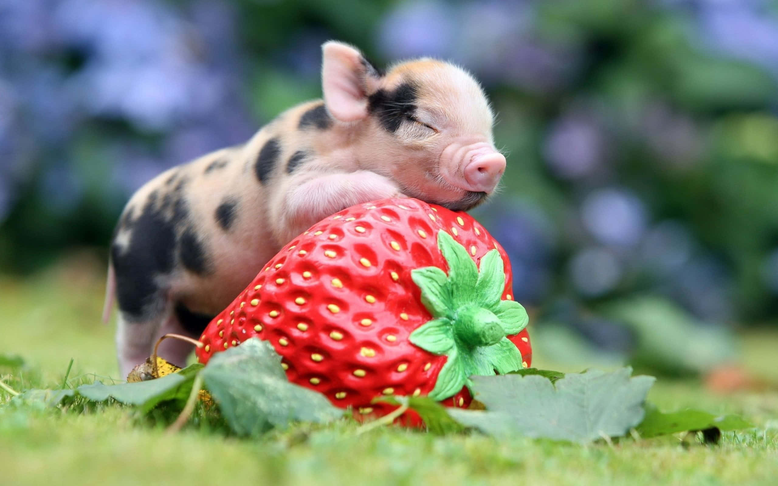 Piggy 桌布 壁紙 — 一隻昏昏欲睡的有斑點小豬，在一片有模糊藍色花朵的草地上，將頭靠在一顆巨大的紅色草莓上休息。