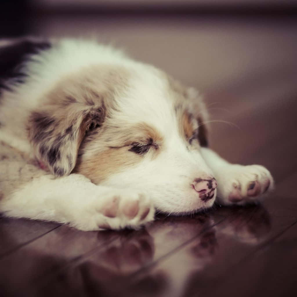 Cute Aesthetic Dog 桌布 壁紙 — 一隻昏昏欲睡的梅爾小狗在深色木地板上，將頭枕在爪子上，背景柔和模糊。