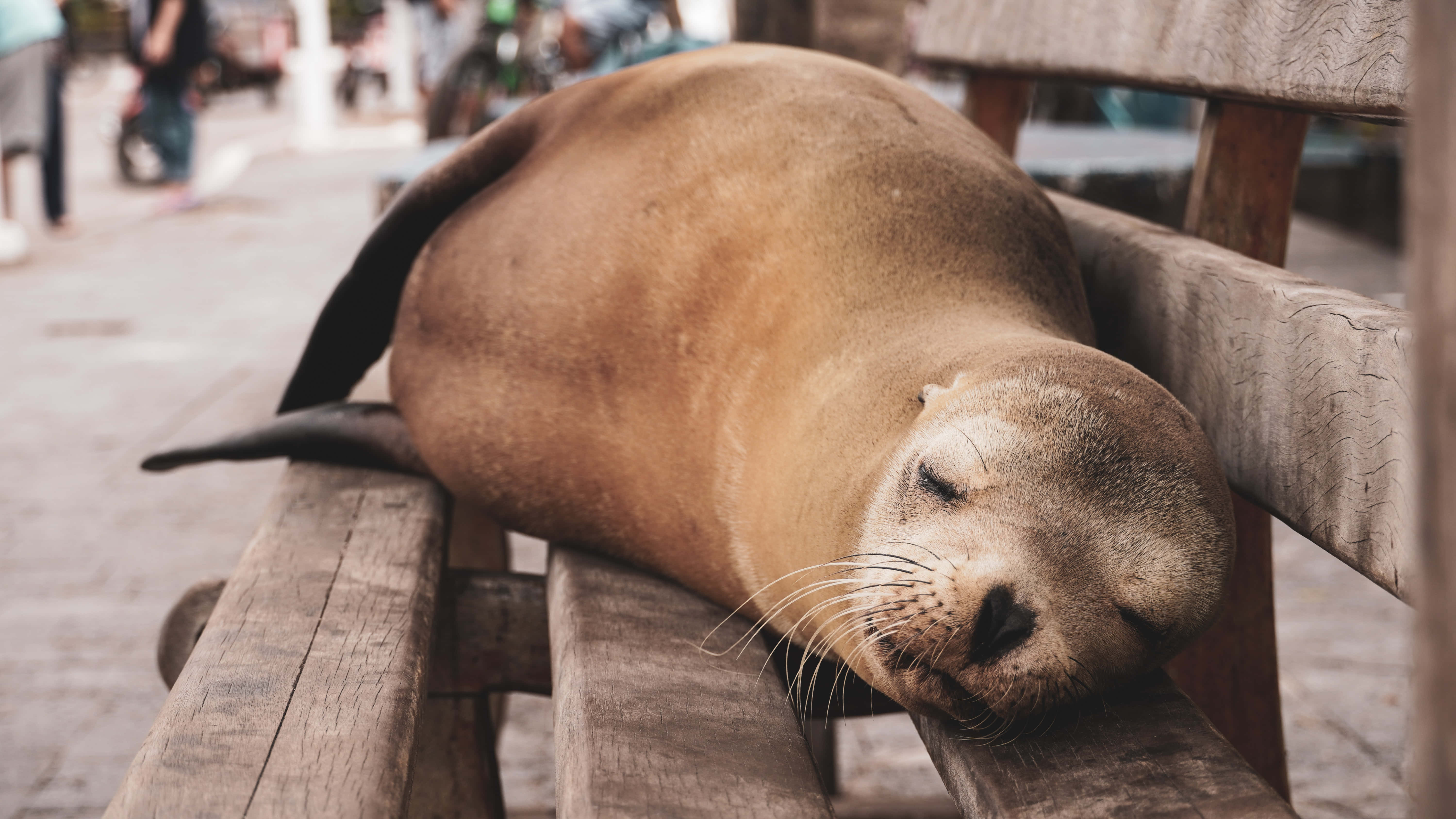 動物 桌布 壁紙 — 一隻昏昏欲睡的棕色海獅將頭擱在繁華海濱小鎮一張經風吹雨打的木長椅上。